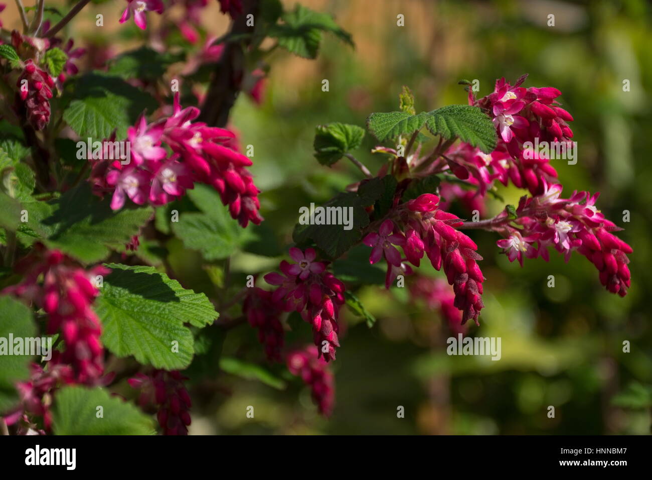 Ribes sanguineum qui fleur rouge Banque D'Images