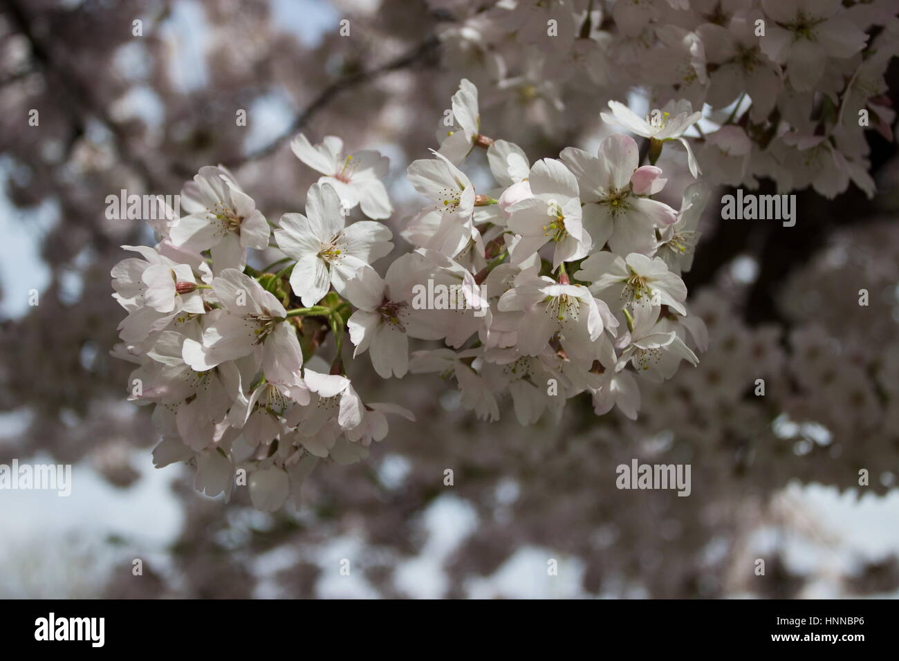 Prunus incisa Fuji Cherry Banque D'Images