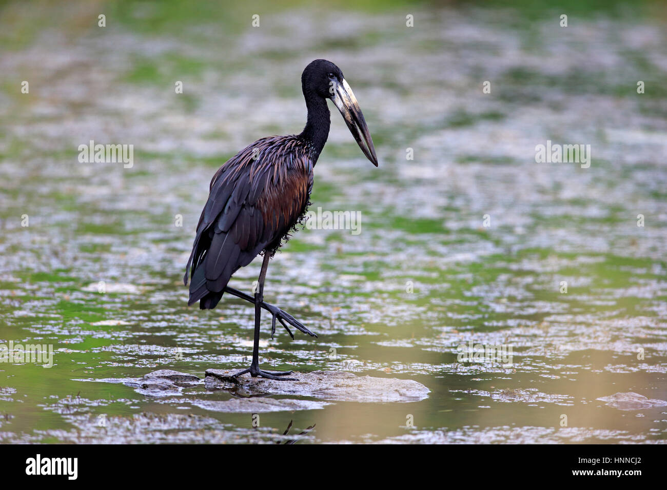 African openbill Anastomus lamelligerus stork, (adultes), dans l'eau à la recherche de nourriture, parc national Kruger, Afrique du Sud, l'Afrique Banque D'Images