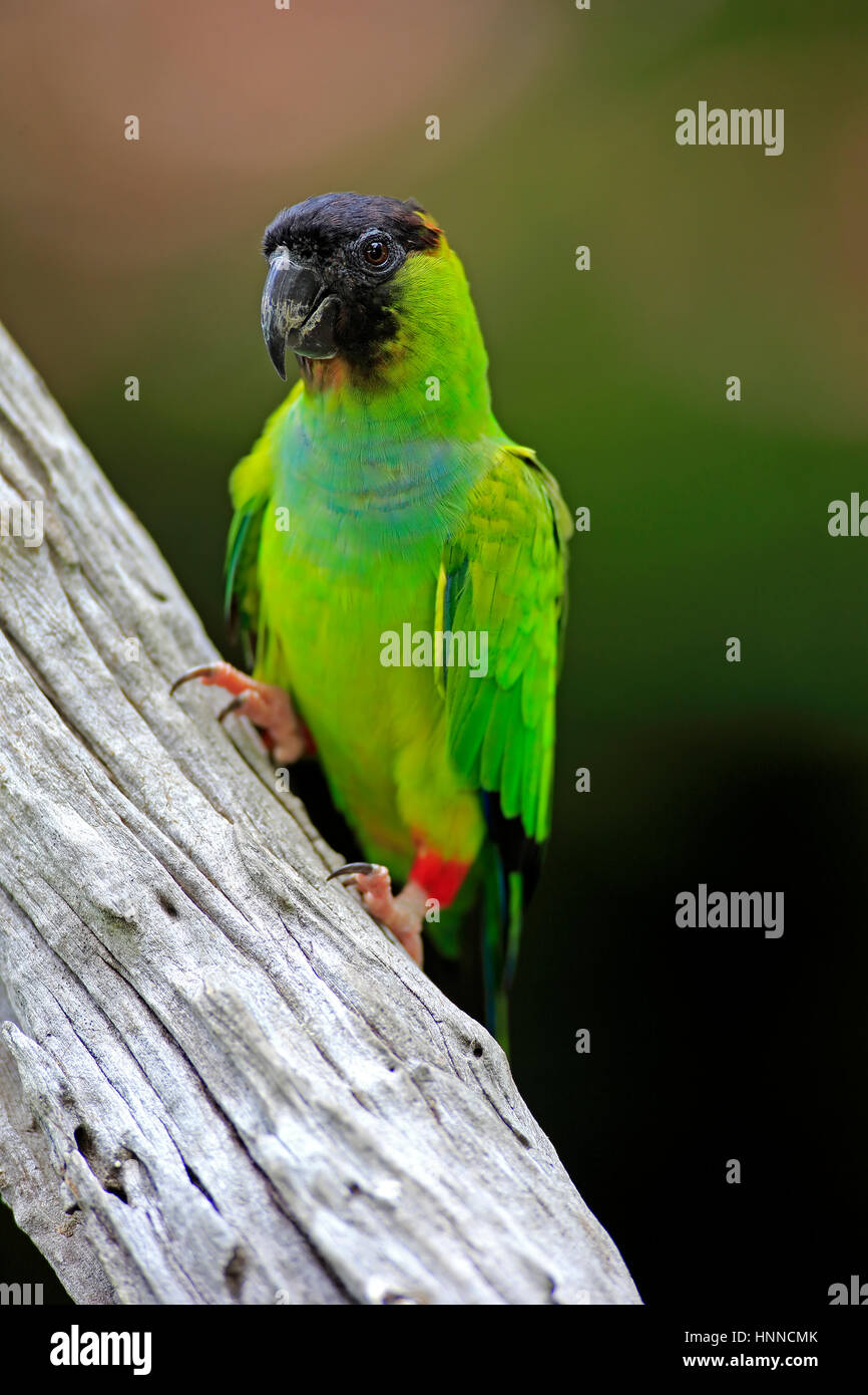 Black-Hooded (Nandayus nenday Conure,), des profils sur l'arbre, Pantanal, Mato Grosso, Brésil, Amérique du Sud Banque D'Images