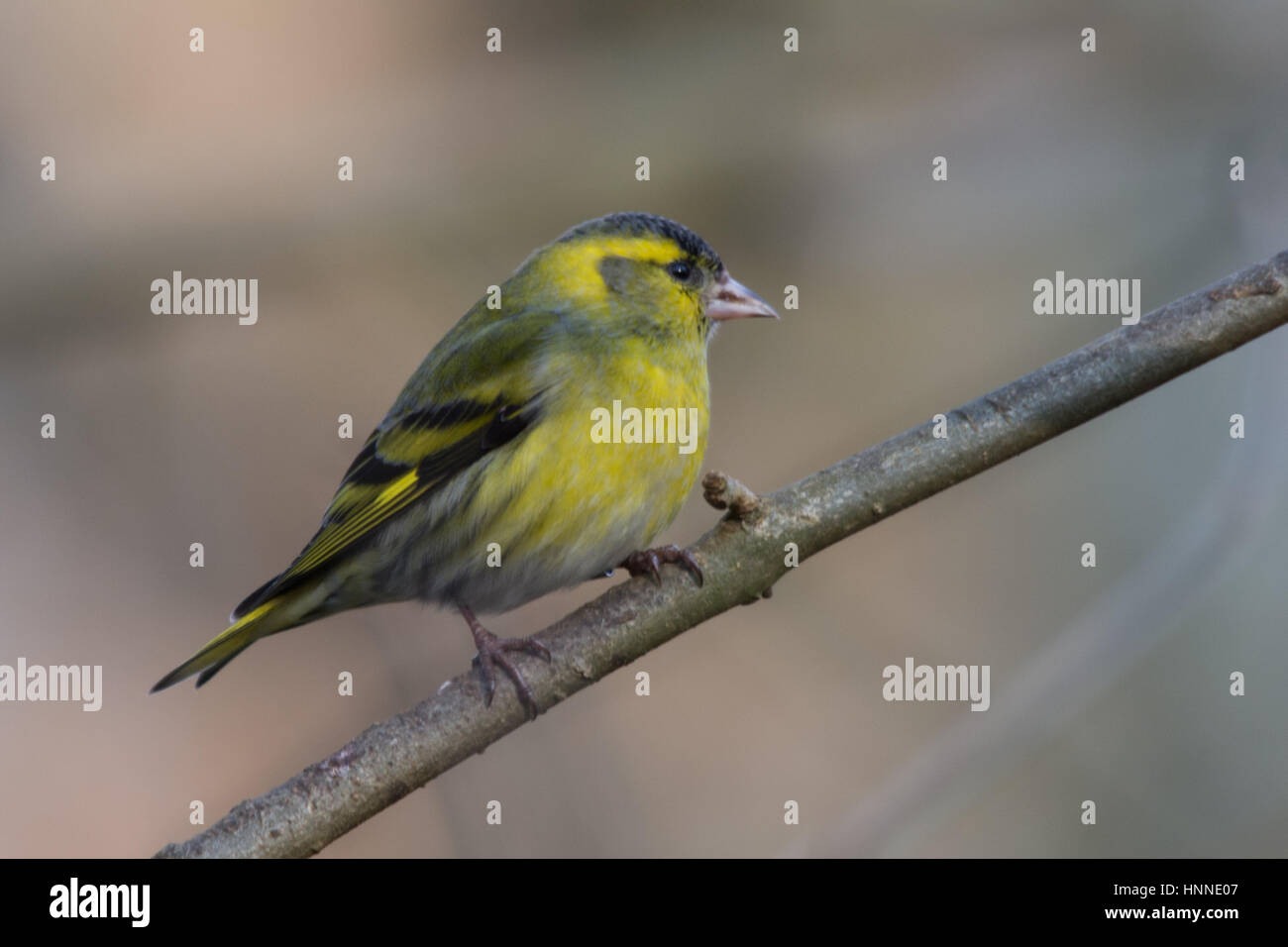 Tarin des pins (Carduelis spinus mâle) perchées dans un arbre Banque D'Images