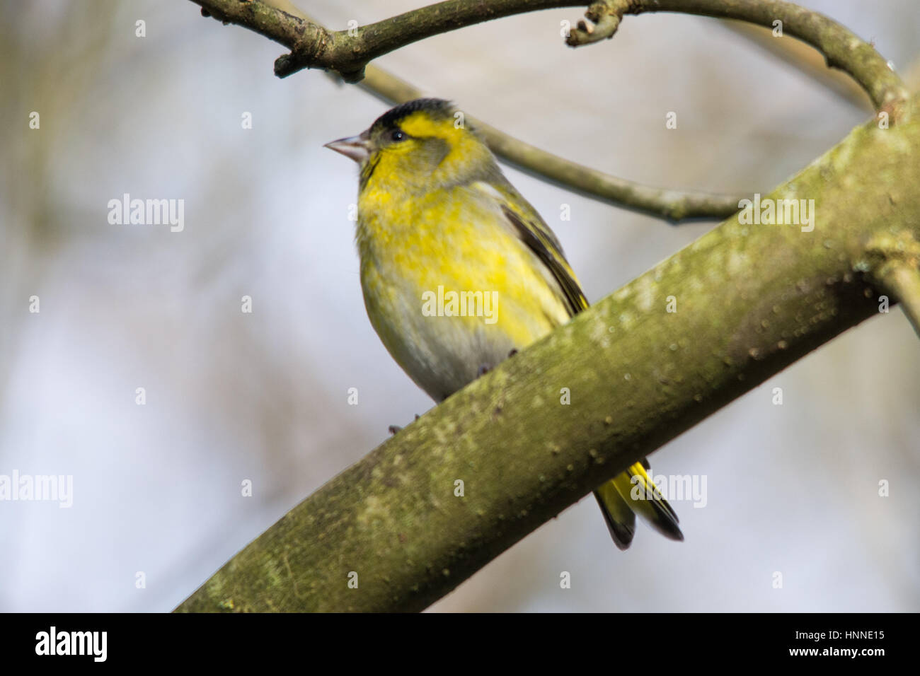 Tarin des pins (Carduelis spinus mâle) perchées dans un arbre Banque D'Images