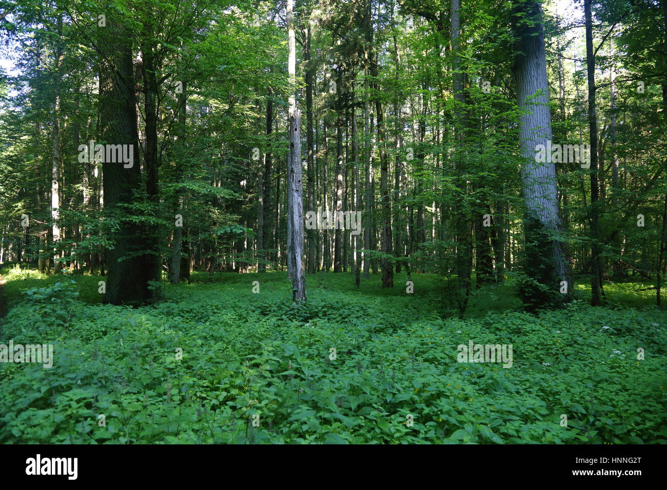 En sous-Bois Parc national de Bialowieza réserve naturelle Banque D'Images