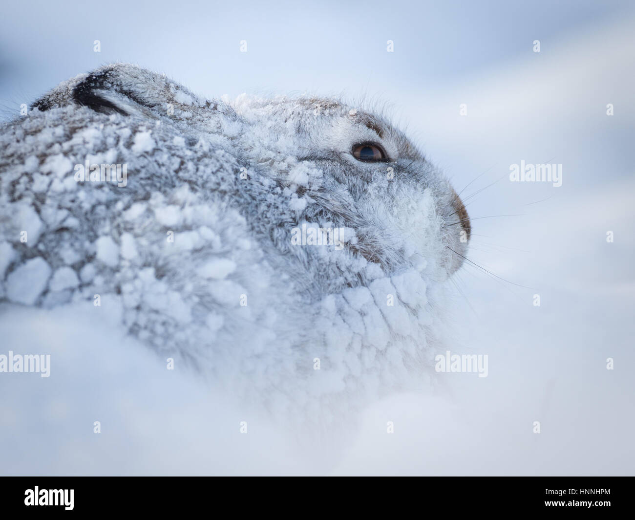 Scottish Lièvre variable (Lepus timidus) assis au milieu de la neige dans le Parc National de Cairngorms, Highlands, Ecosse, Grande-Bretagne Banque D'Images