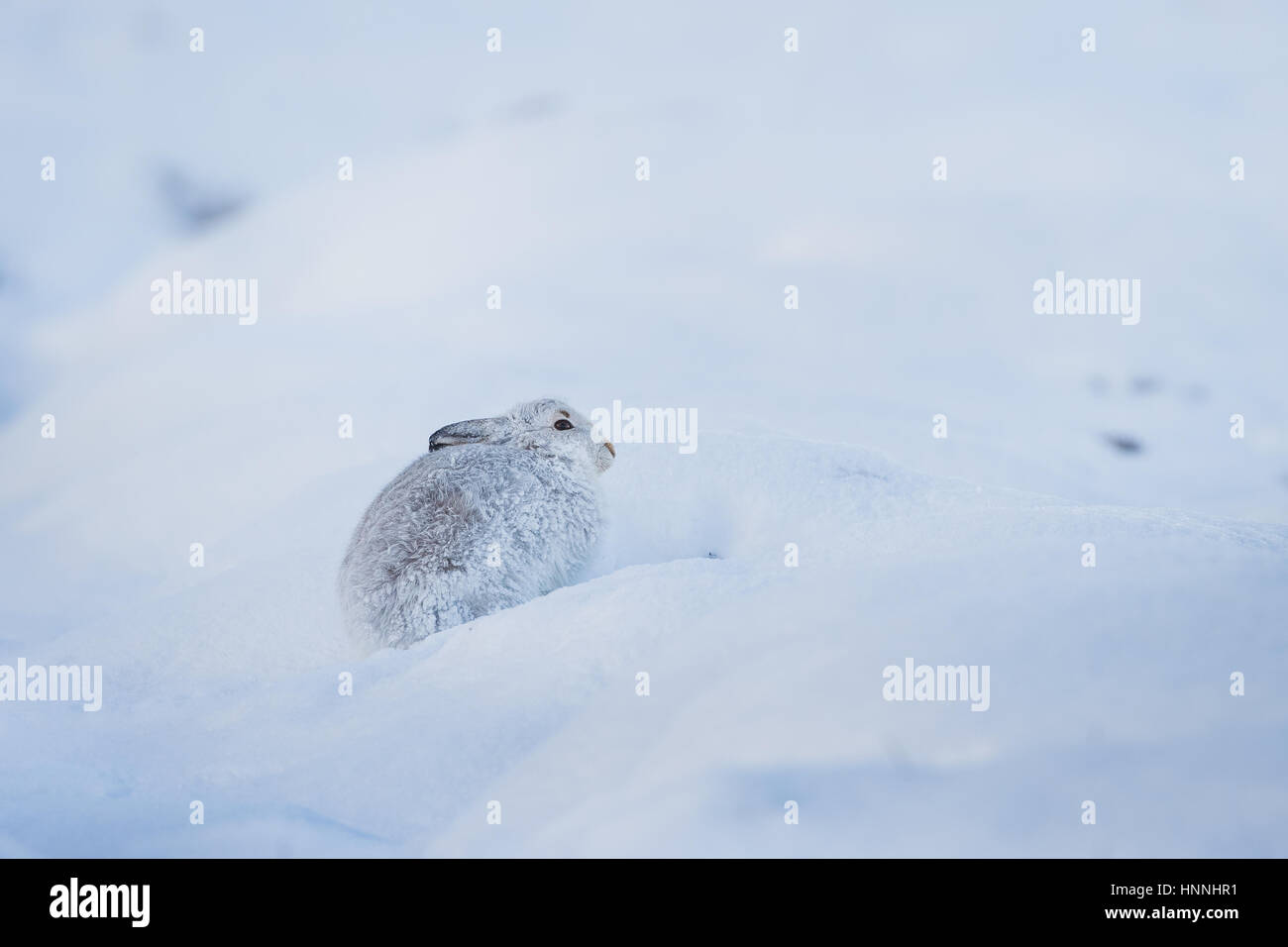 Scottish Lièvre variable (Lepus timidus) assis au milieu de la neige dans le Parc National de Cairngorms, Highlands, Ecosse, Grande-Bretagne Banque D'Images