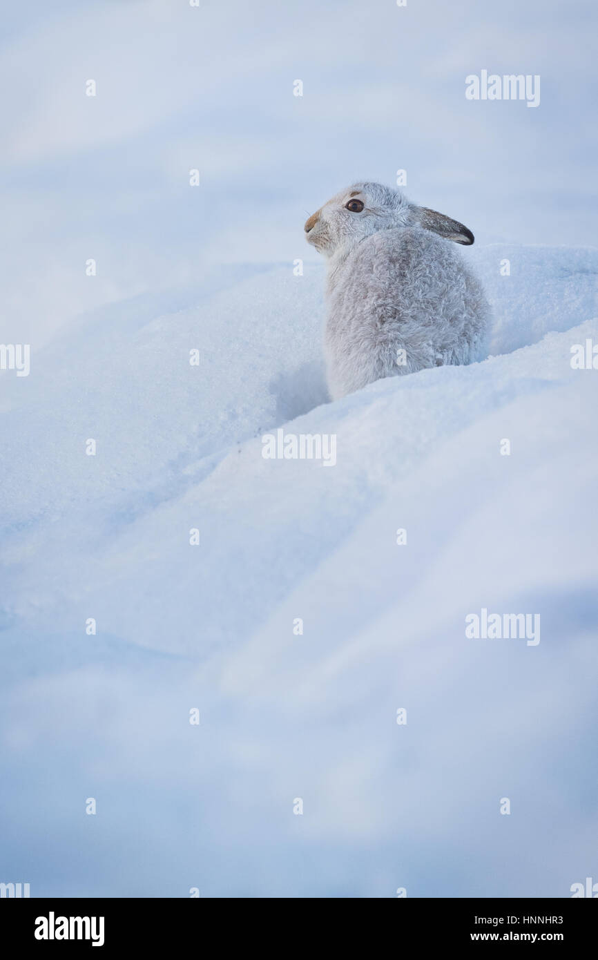 Scottish Lièvre variable (Lepus timidus) assis au milieu de la neige dans le Parc National de Cairngorms, Highlands, Ecosse, Grande-Bretagne Banque D'Images