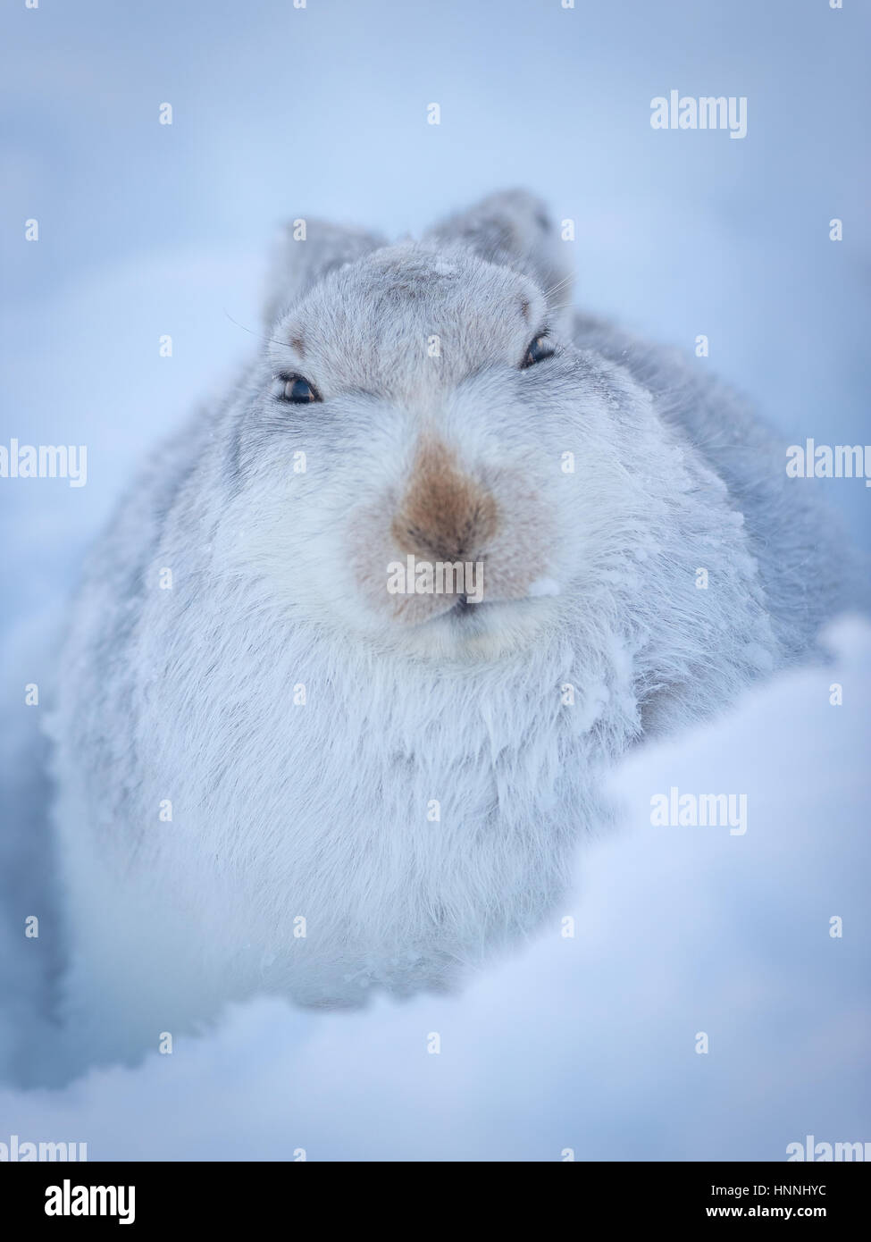 Scottish Lièvre variable (Lepus timidus) assis au milieu de la neige dans le Parc National de Cairngorms, Highlands, Ecosse, Grande-Bretagne Banque D'Images