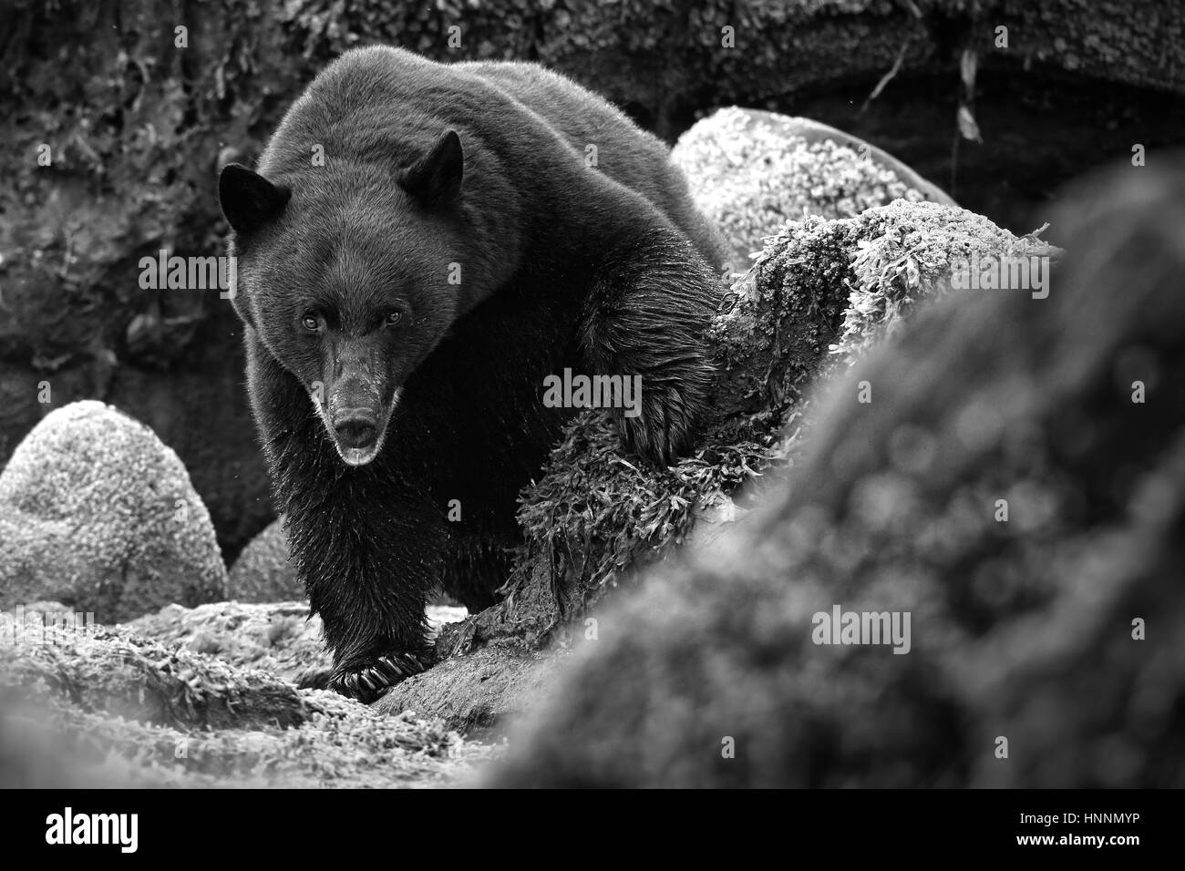 Wild Ours noir (Ursus americanus) sur plage rocheuse grimper à travers les rochers. L'île de Vancouver, Colombie-Britannique, Canada. Banque D'Images