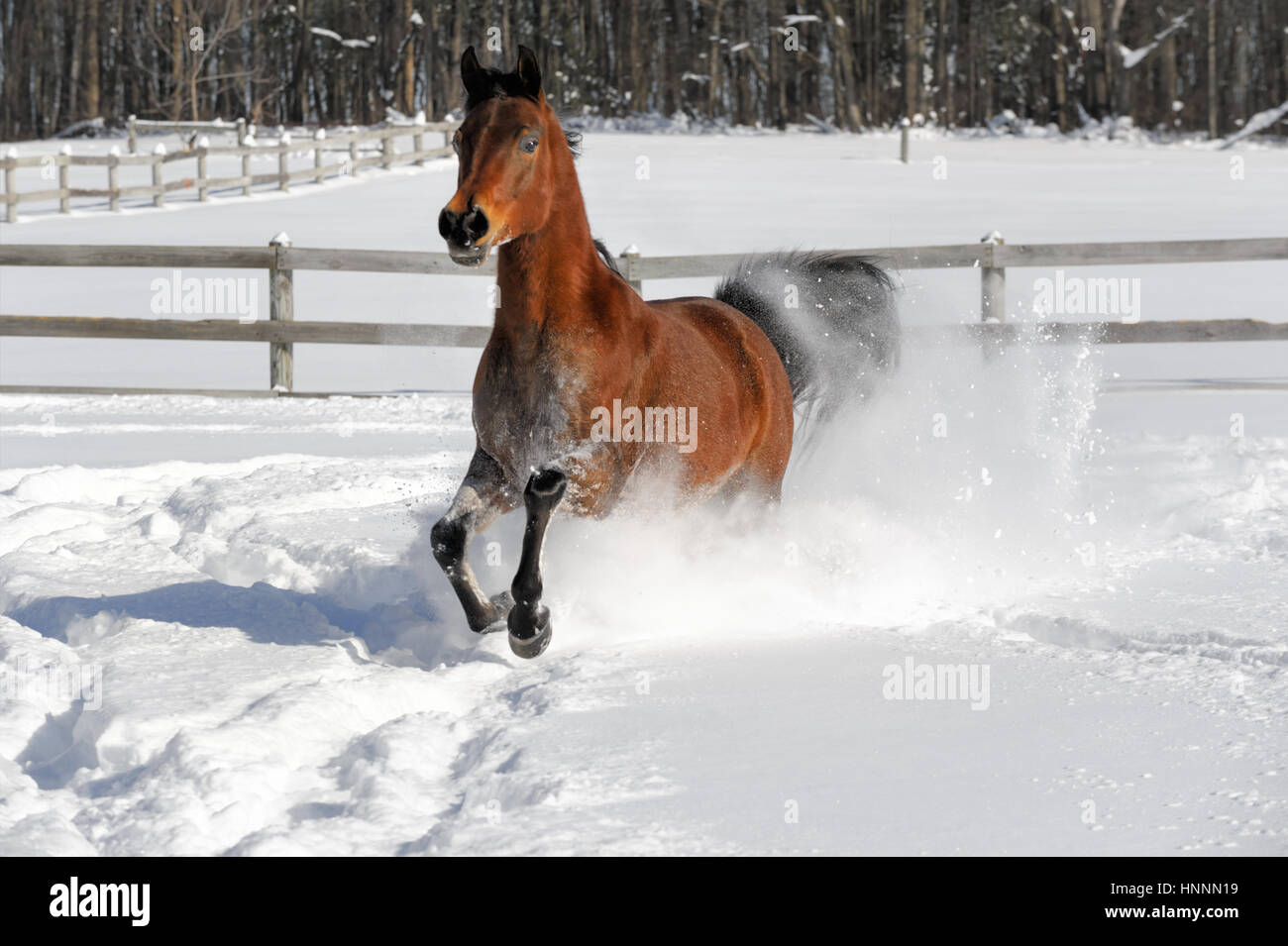 Arabian Bay horse exubérante et tronçonnage en poudreuse profonde dans une zone clôturée, éclairée par le champ d'hiver. Cheval marron avec une crinière noire de pied, USA Banque D'Images