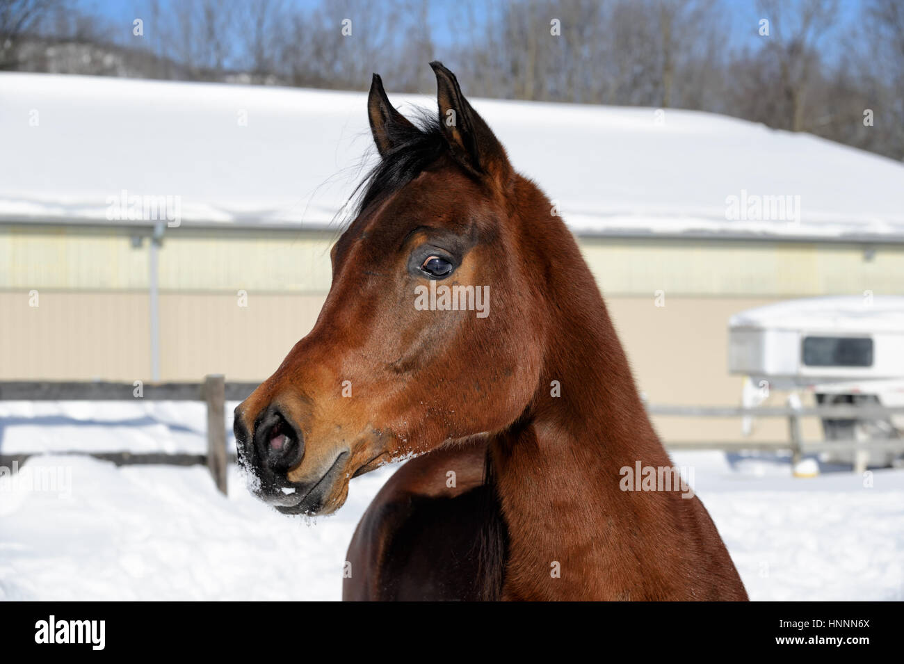 Arabian Bay horse exubérante et tronçonnage en poudreuse profonde dans une zone clôturée, éclairée par le champ d'hiver. Cheval marron avec une crinière noire de pied, USA Banque D'Images