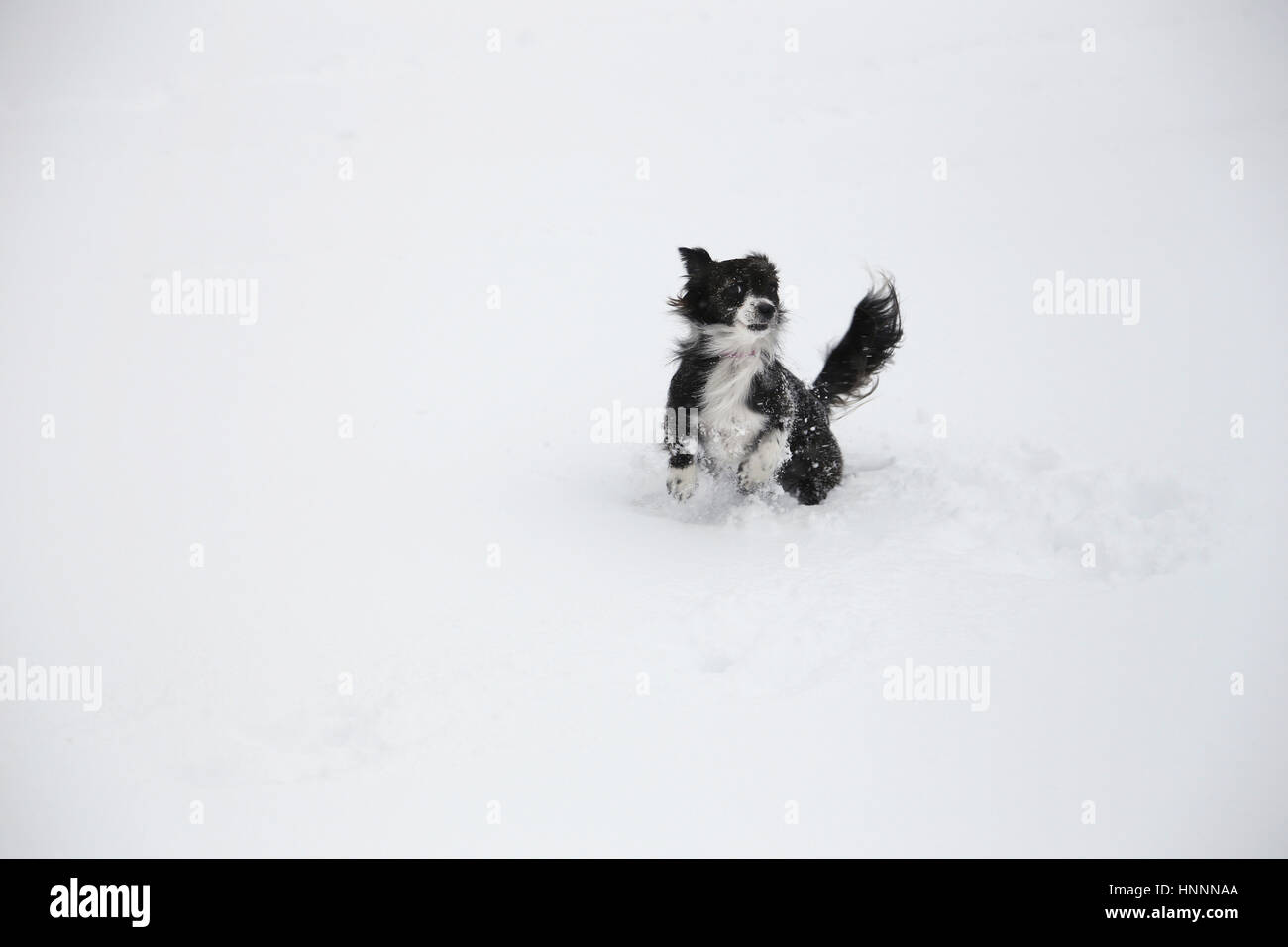 Border Collie s'exécutant sur le champ couvert de neige Banque D'Images