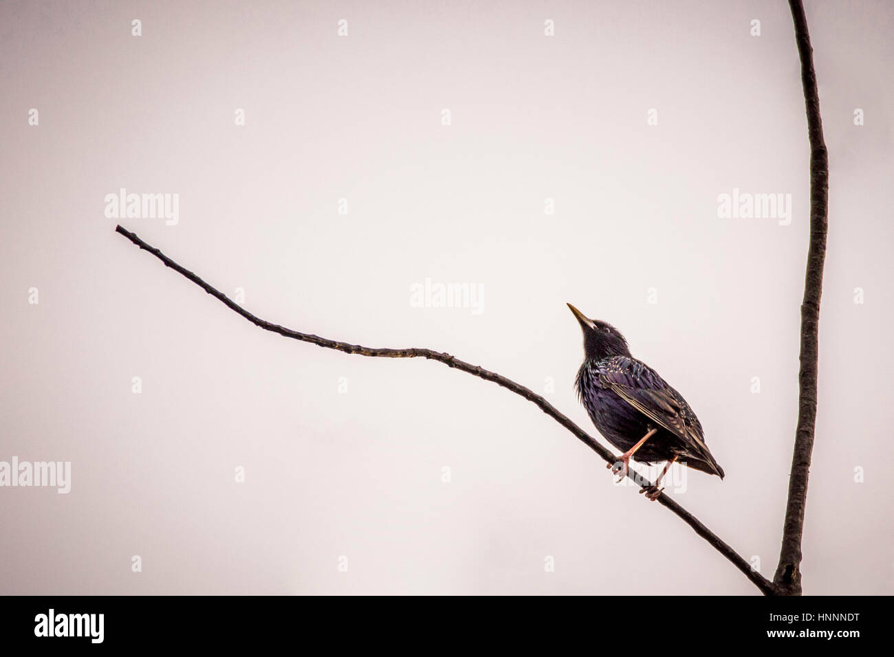 Low angle view of starling se percher sur la tige de la plante contre le ciel clair Banque D'Images