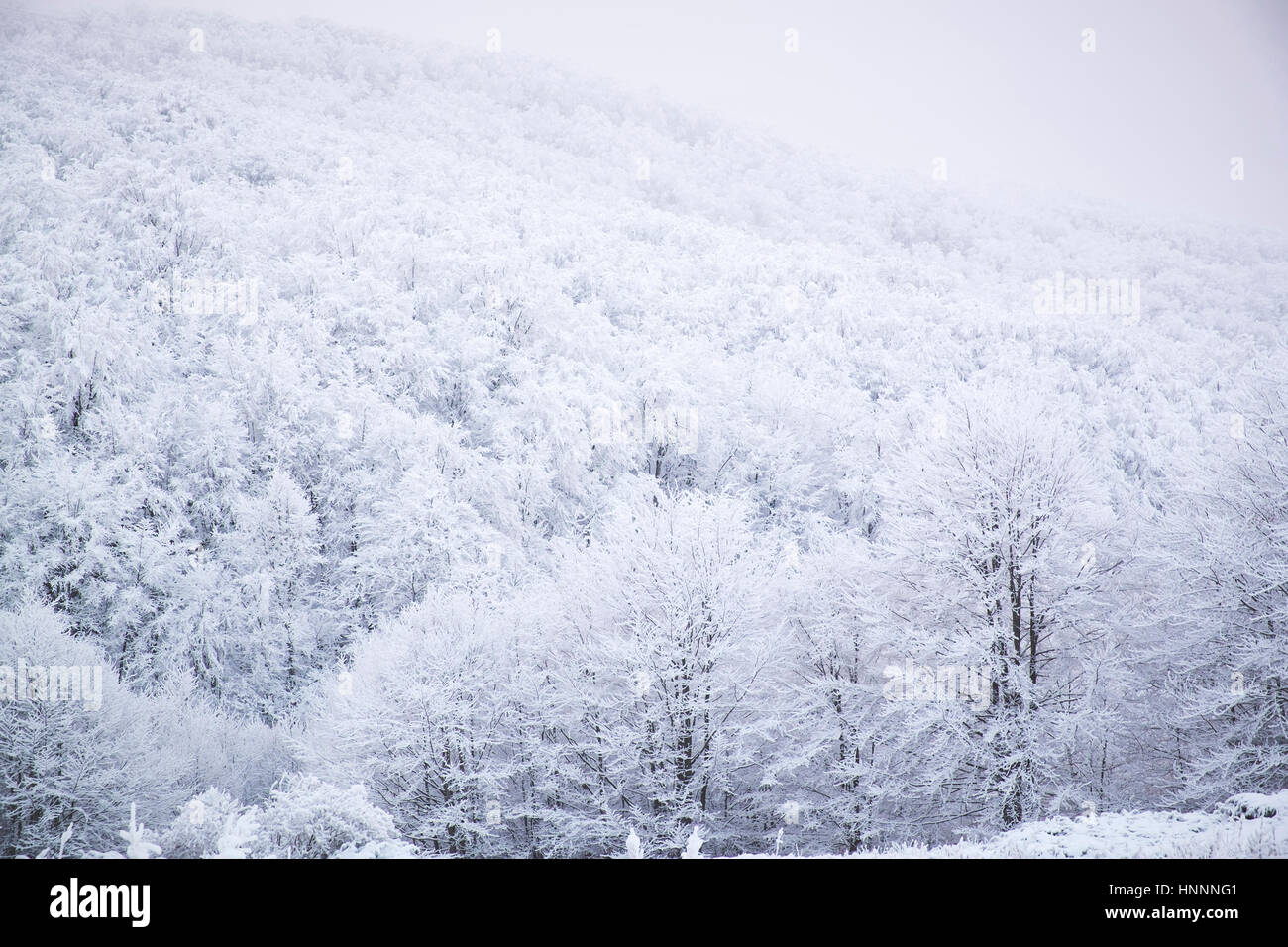 Voir d'arbres couverts de neige à forest Banque D'Images