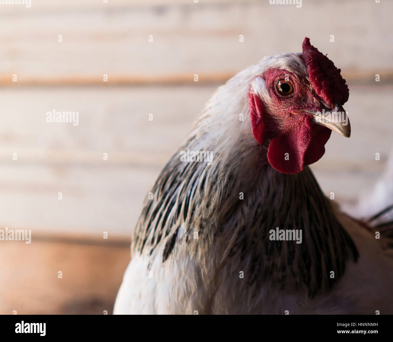 Close-up of white hen Banque D'Images