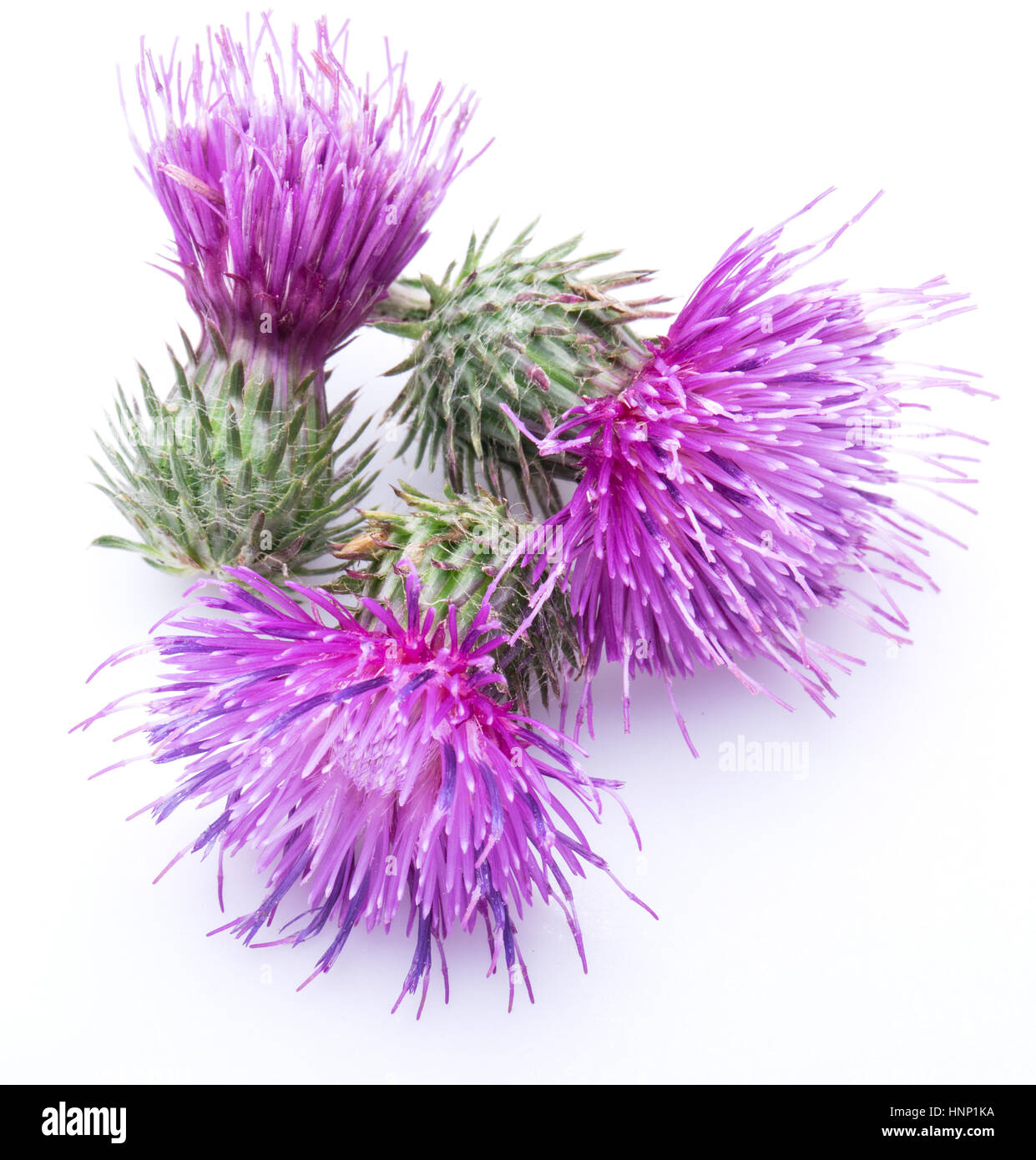 Le chardon-Marie (Silybum) fleurs isolé sur le fond blanc. Banque D'Images