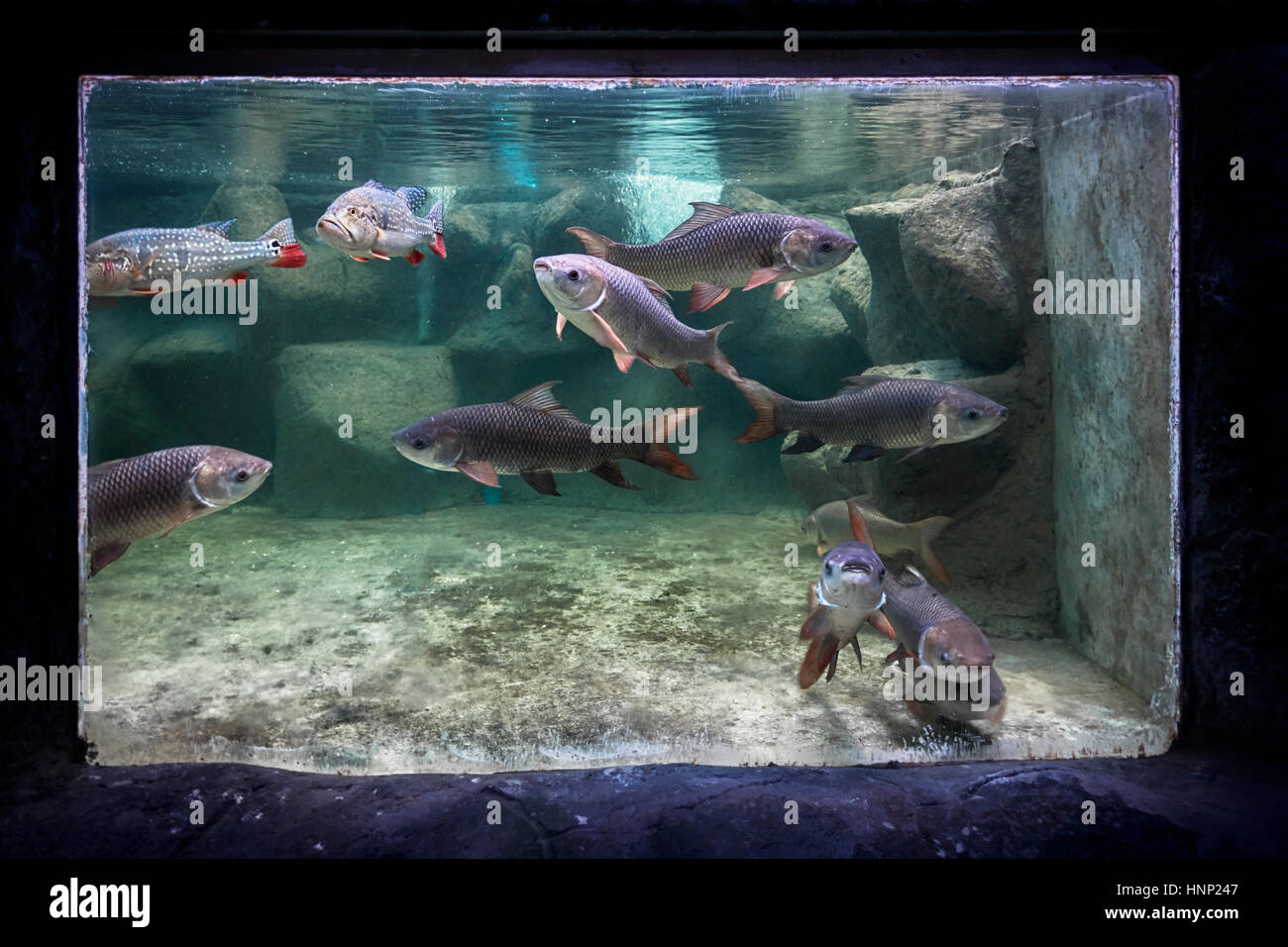 Vue sous-marine d'un réservoir de poissons d'aquarium avec des espèces de poissons assortis Banque D'Images