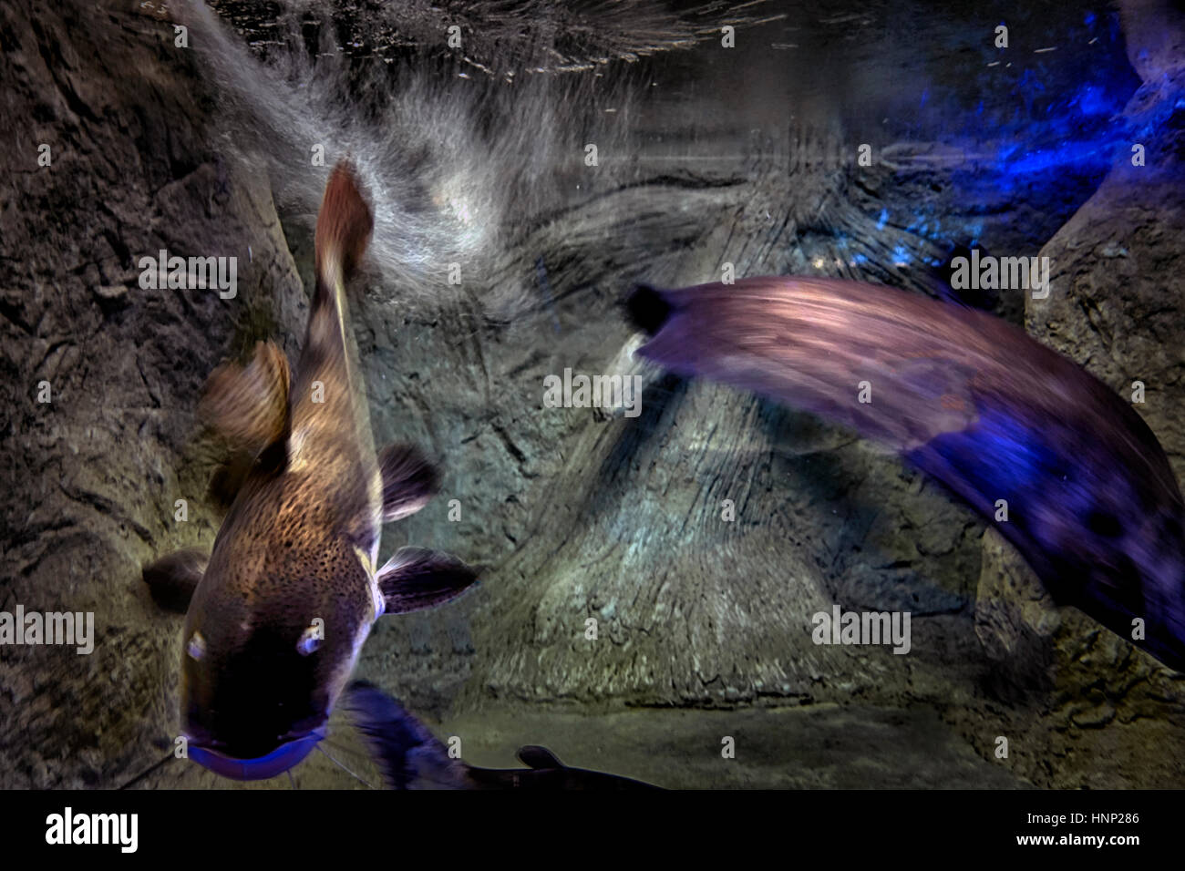 Compte tenu de l'aquarium sous-marin et de flou de mouvement des poissons actifs. Banque D'Images