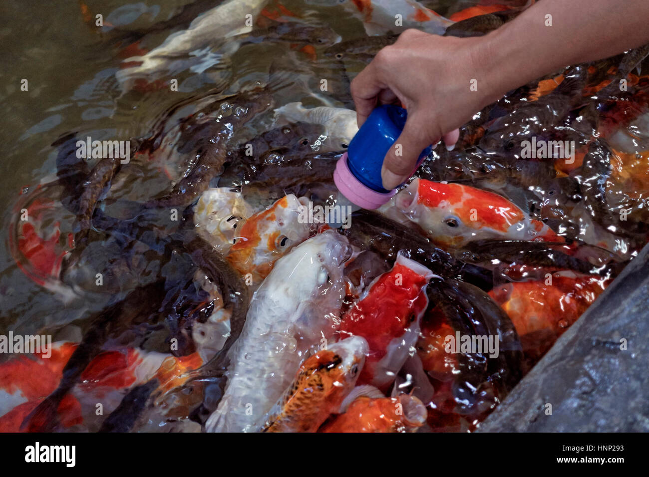 Nourrir Les Mains De Poisson Alimentation Koi Carp A Partir D Une Bouteille De Bebe Koi Poissons Thailande S E Asie Photo Stock Alamy