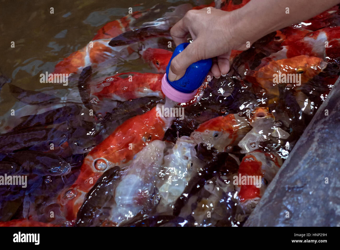 Nourrir Les Mains De Poisson Alimentation Koi Carp A Partir D Une Bouteille De Bebe Koi Poissons Thailande S E Asie Photo Stock Alamy Nourrir Les Mains De Poisson Alimentation Koi Carp A Partir D Une Bouteille De Bebe Koi Poissons Thailande S E Asie Photo Stock Alamy