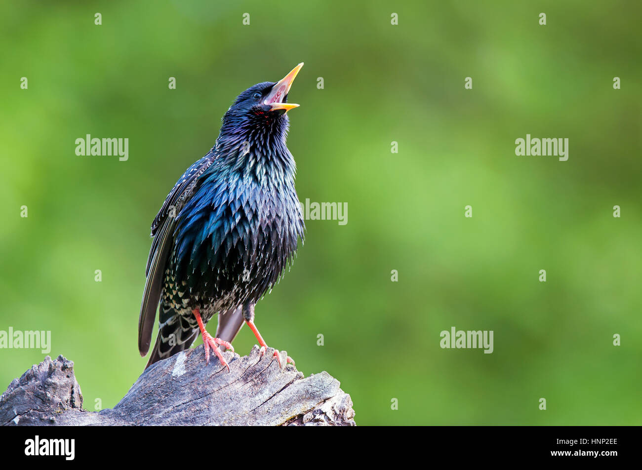 Étourneau sansonnet percher sur souche d'arbre et le chant Banque D'Images