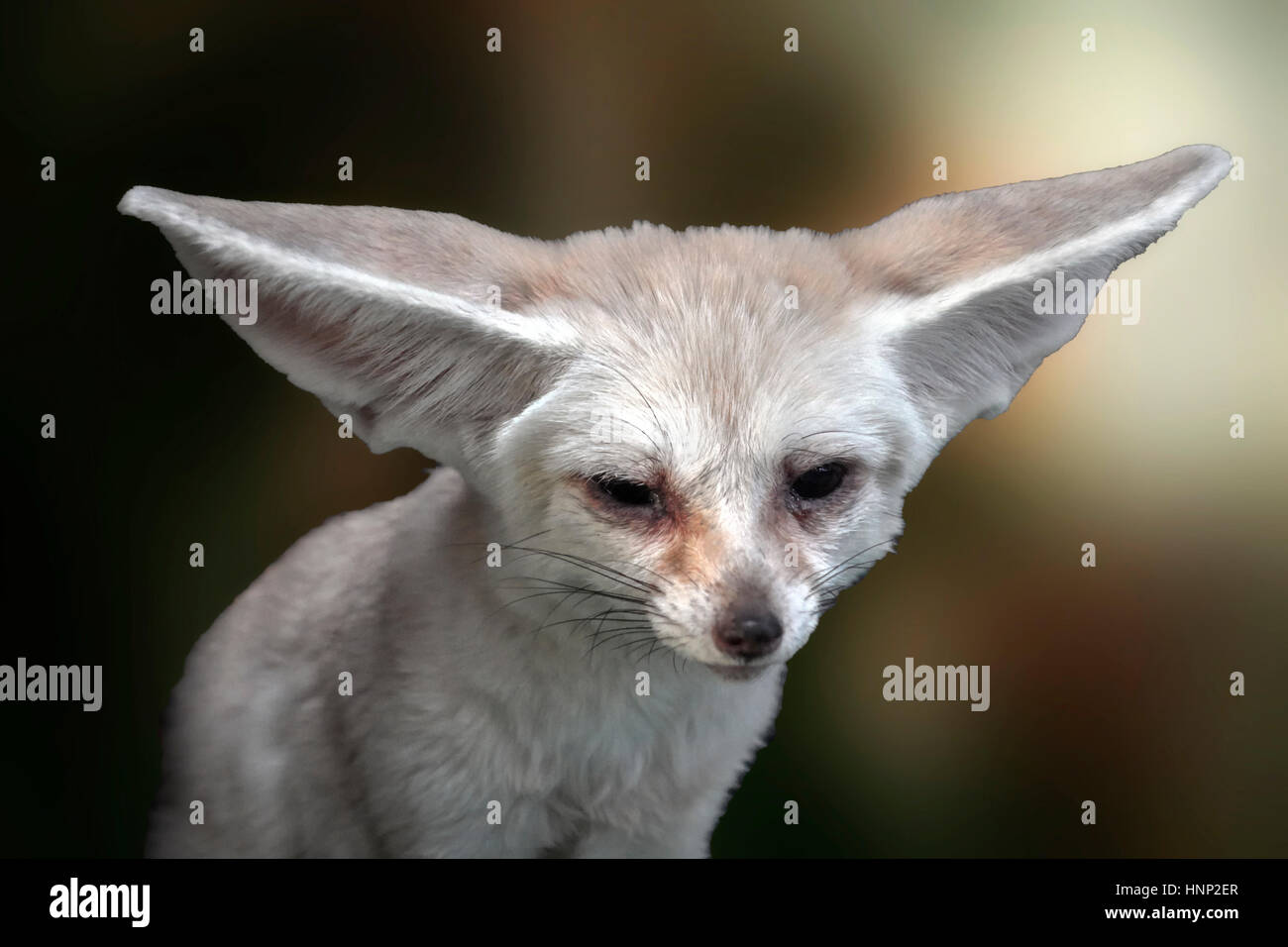 Fennec Fox. Petit animal d'Afrique du Nord Banque D'Images