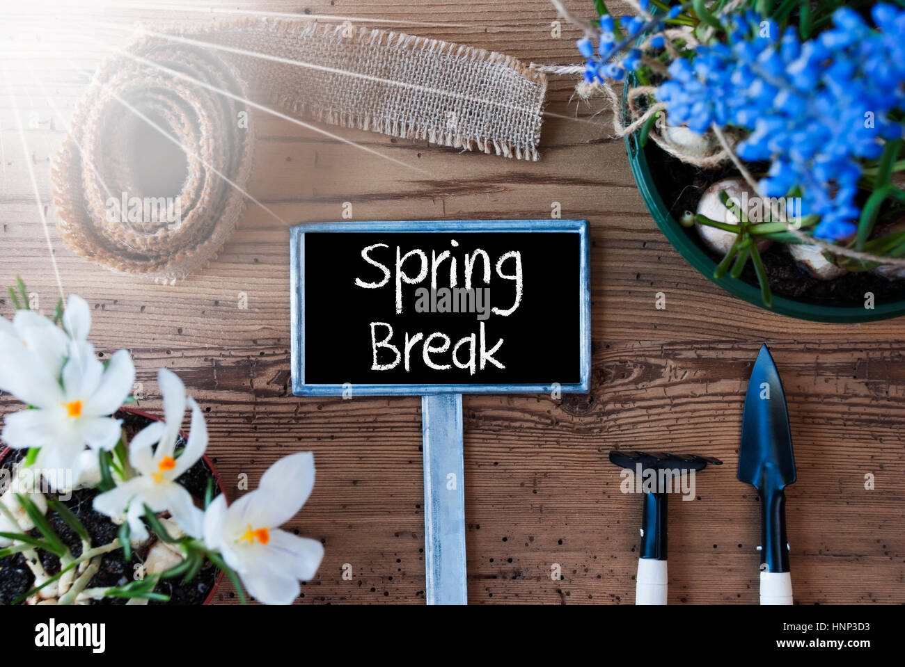 Fleurs de soleil, signe, Text Spring Break Banque D'Images