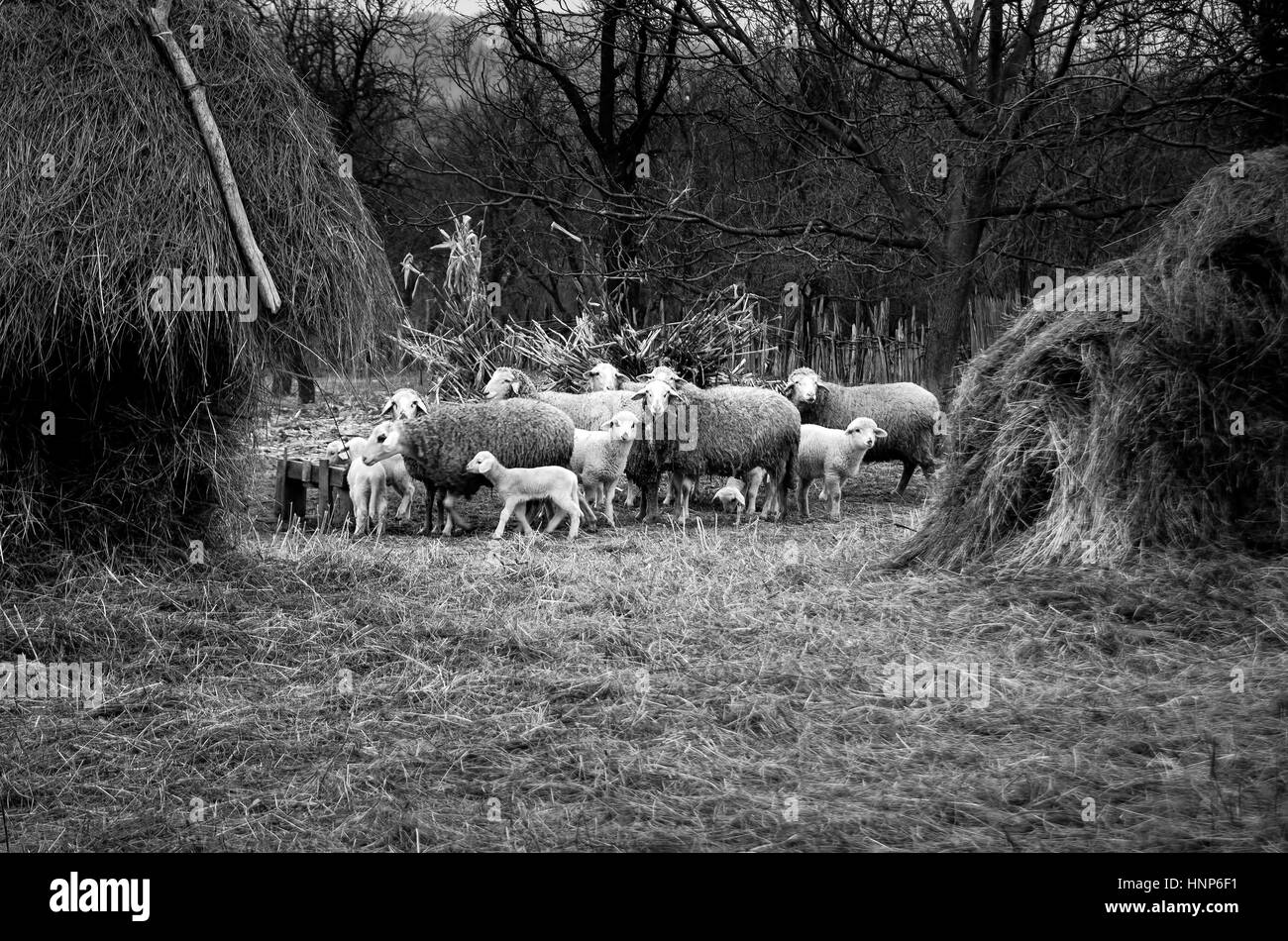 Moutons dans une ferme près de l'hayrick Banque D'Images
