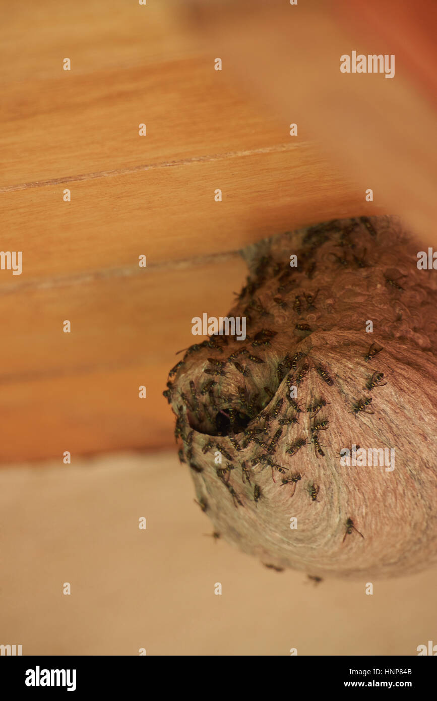 Close up de nid d'abeilles sur le toit en bois Banque D'Images