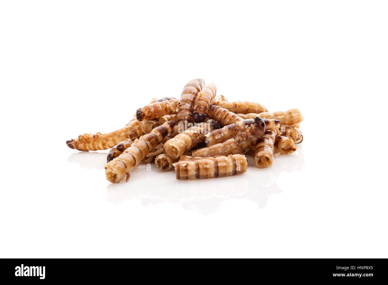 Les vers de bambou frit isolé sur fond blanc. Snack-asiatiques traditionnelles. Banque D'Images