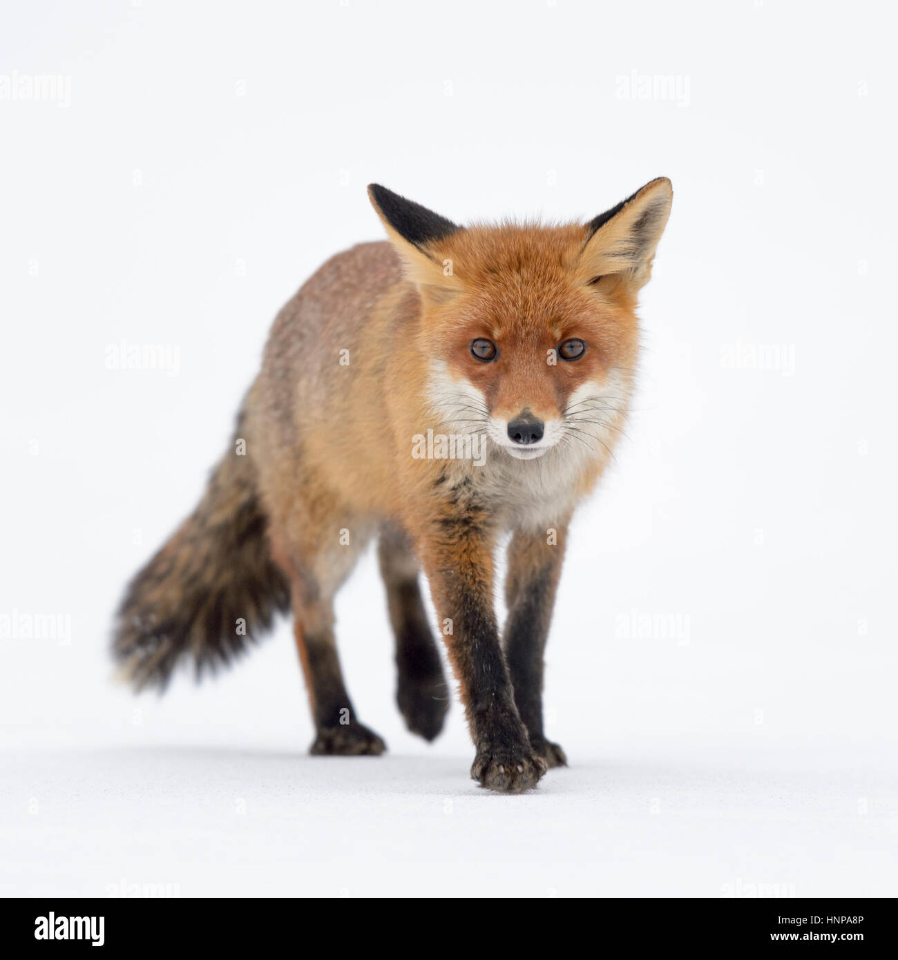 Le renard roux (Vulpes vulpes) exécutant une ligne droite à travers la neige, Moravie, République Tchèque Banque D'Images