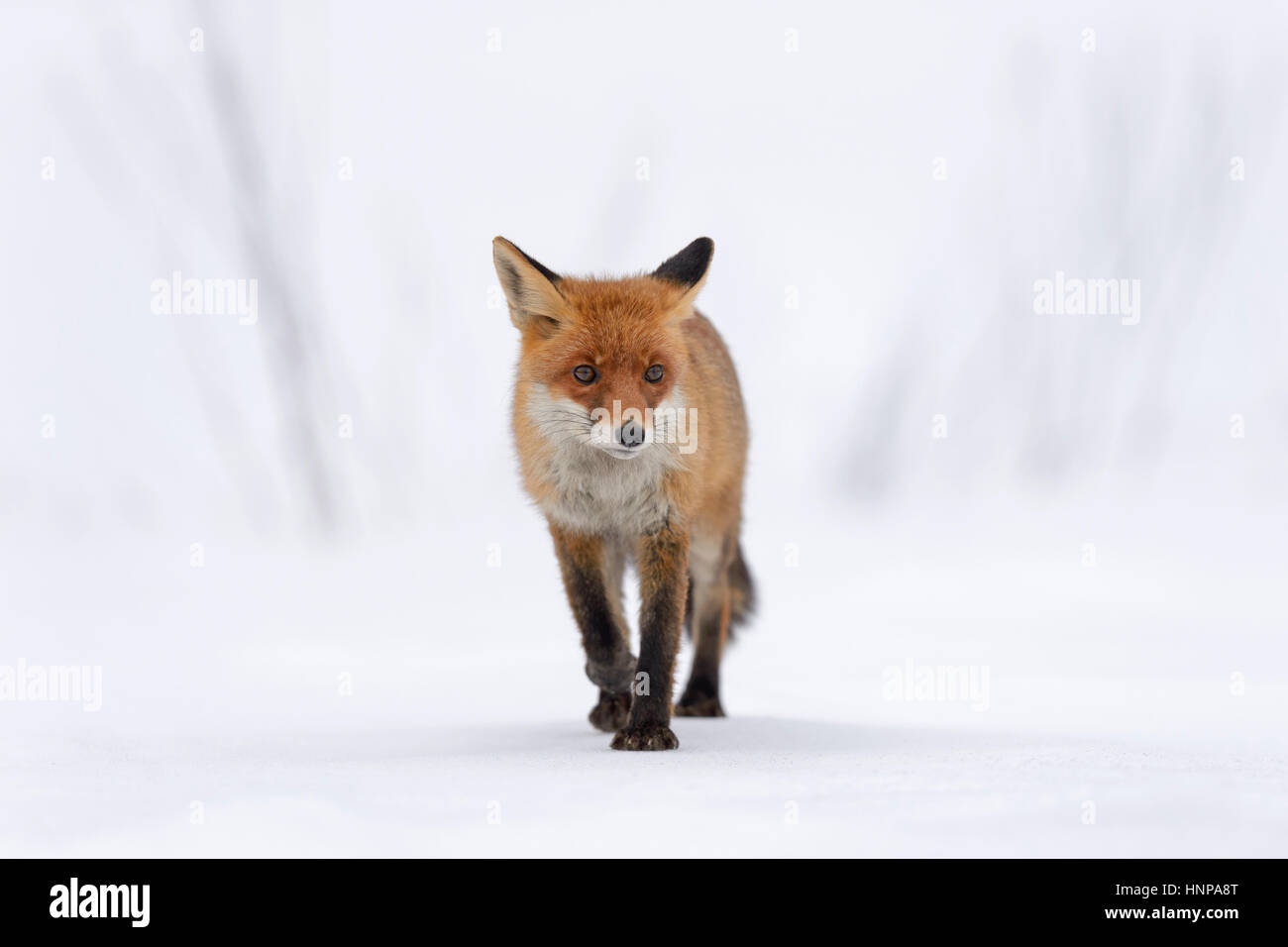 Le renard roux (Vulpes vulpes) exécutant une ligne droite à travers la neige, Moravie, République Tchèque Banque D'Images