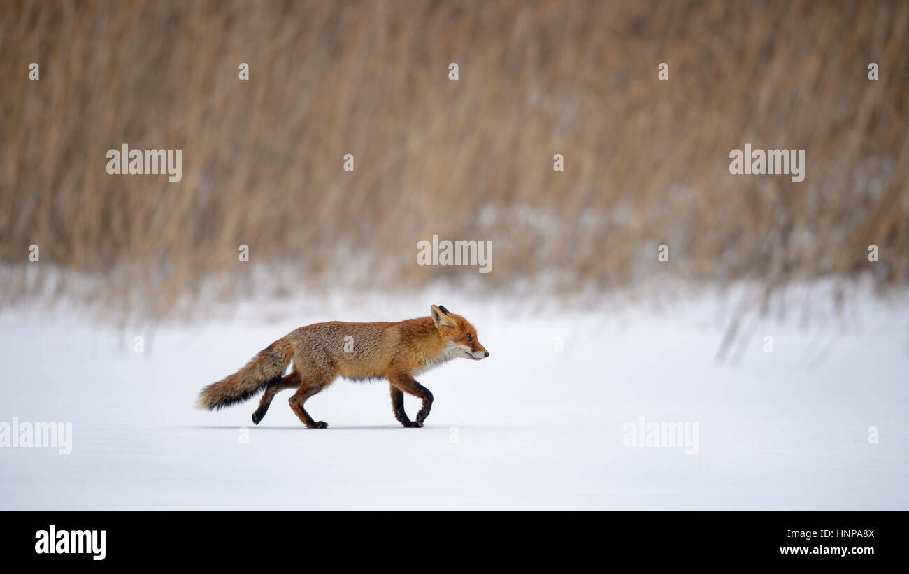 Le renard roux (Vulpes vulpes) exécutant une ligne droite à travers la neige, en face de Reed, Moravie, République Tchèque Banque D'Images