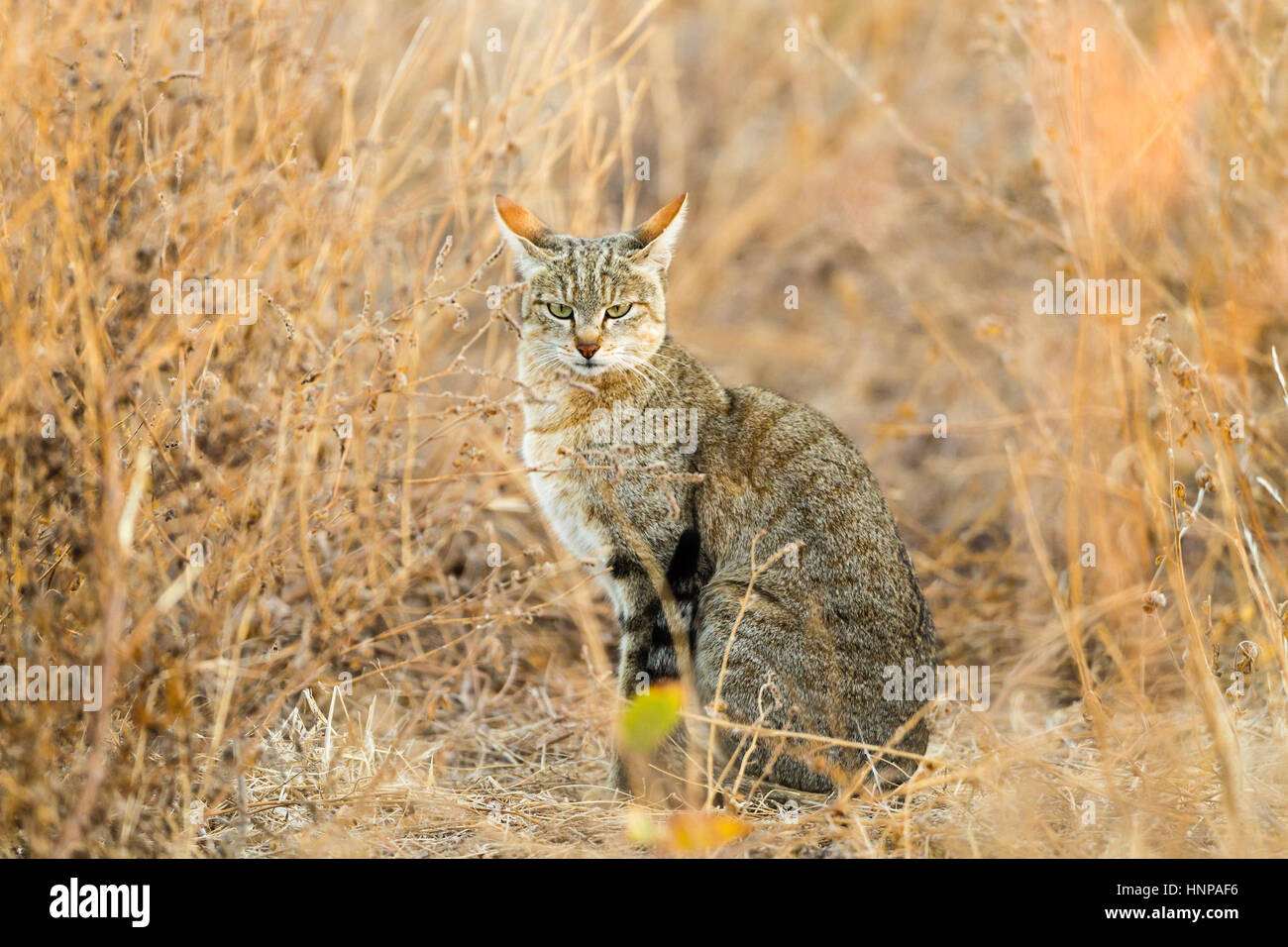 Chat Sauvage Africain (felis silvestris lybica), Wildcat dans l'herbe, Busch mashatu, Tuli Block, botswana Banque D'Images