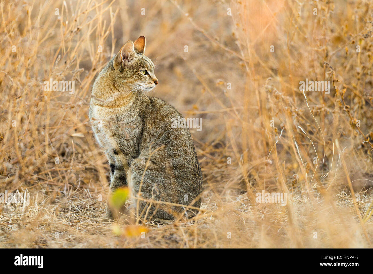 Chat Sauvage Africain (felis silvestris lybica), Wildcat dans l'herbe, Busch mashatu, Tuli Block, botswana Banque D'Images