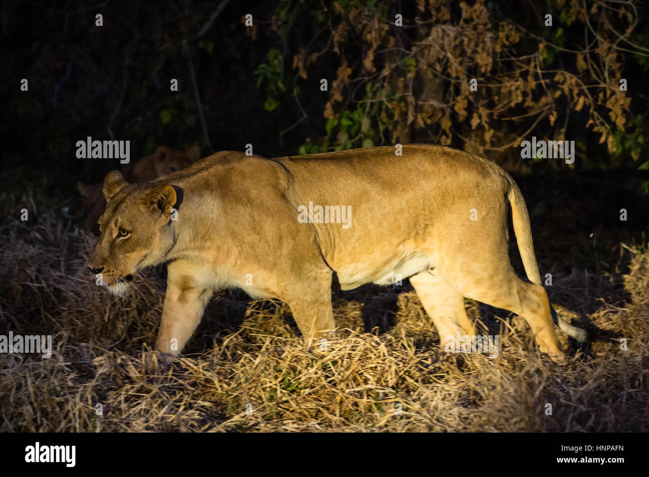 Lioness (Panthera leo) marcher la nuit sous les projecteurs, mashatu, Tuli Block, botswana Banque D'Images