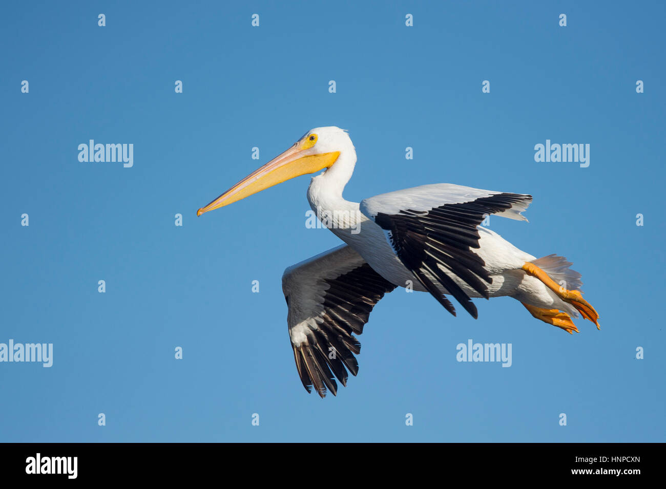 Un pélican blanc glisse dans pour un atterrissage avec ses pieds en arrière et ses ailes déployées contre un ciel bleu. Banque D'Images