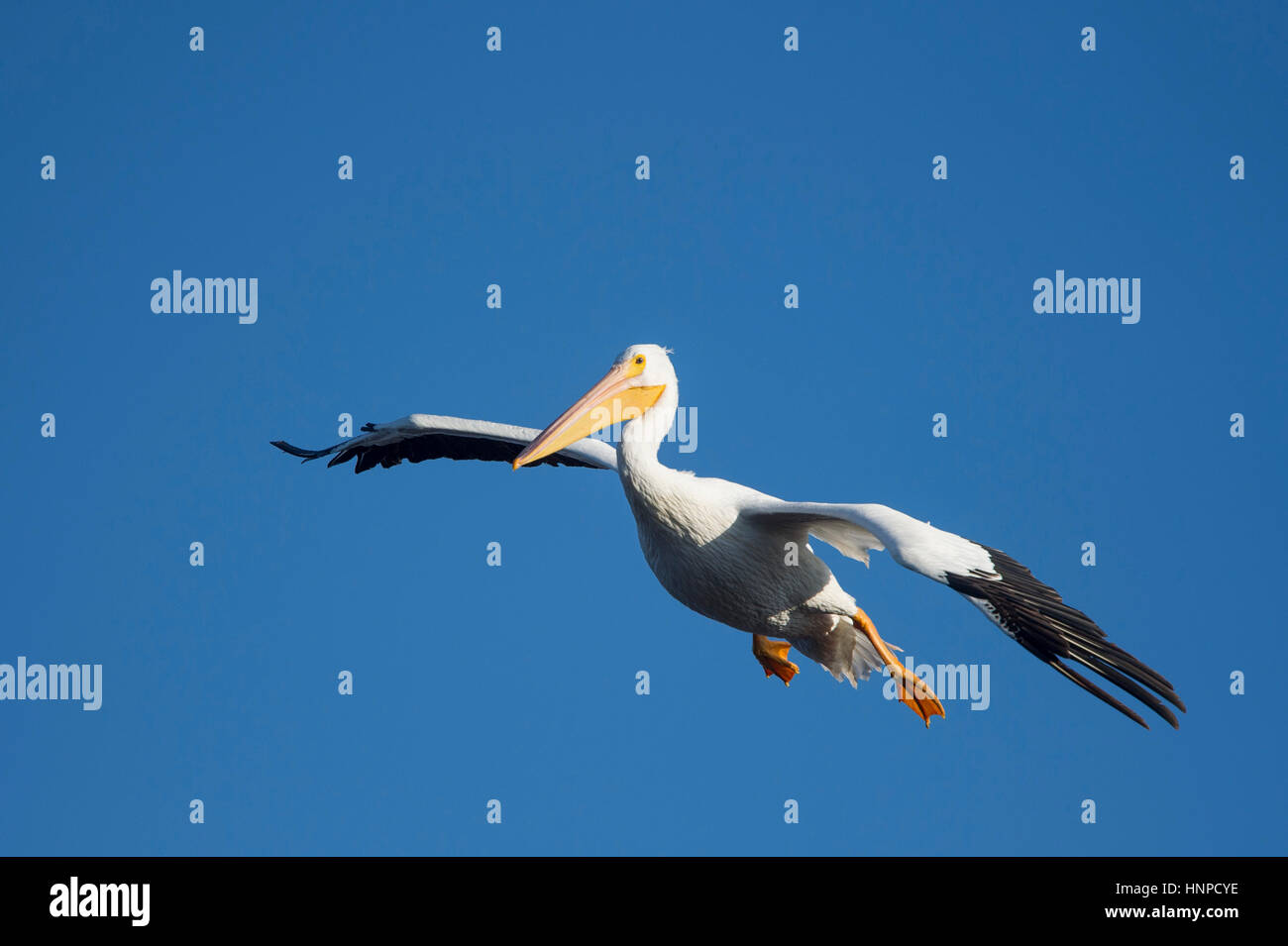 Un pélican blanc glisse dans à la terre avec ses ailes et les pieds vers le bas avec un ciel bleu. Banque D'Images