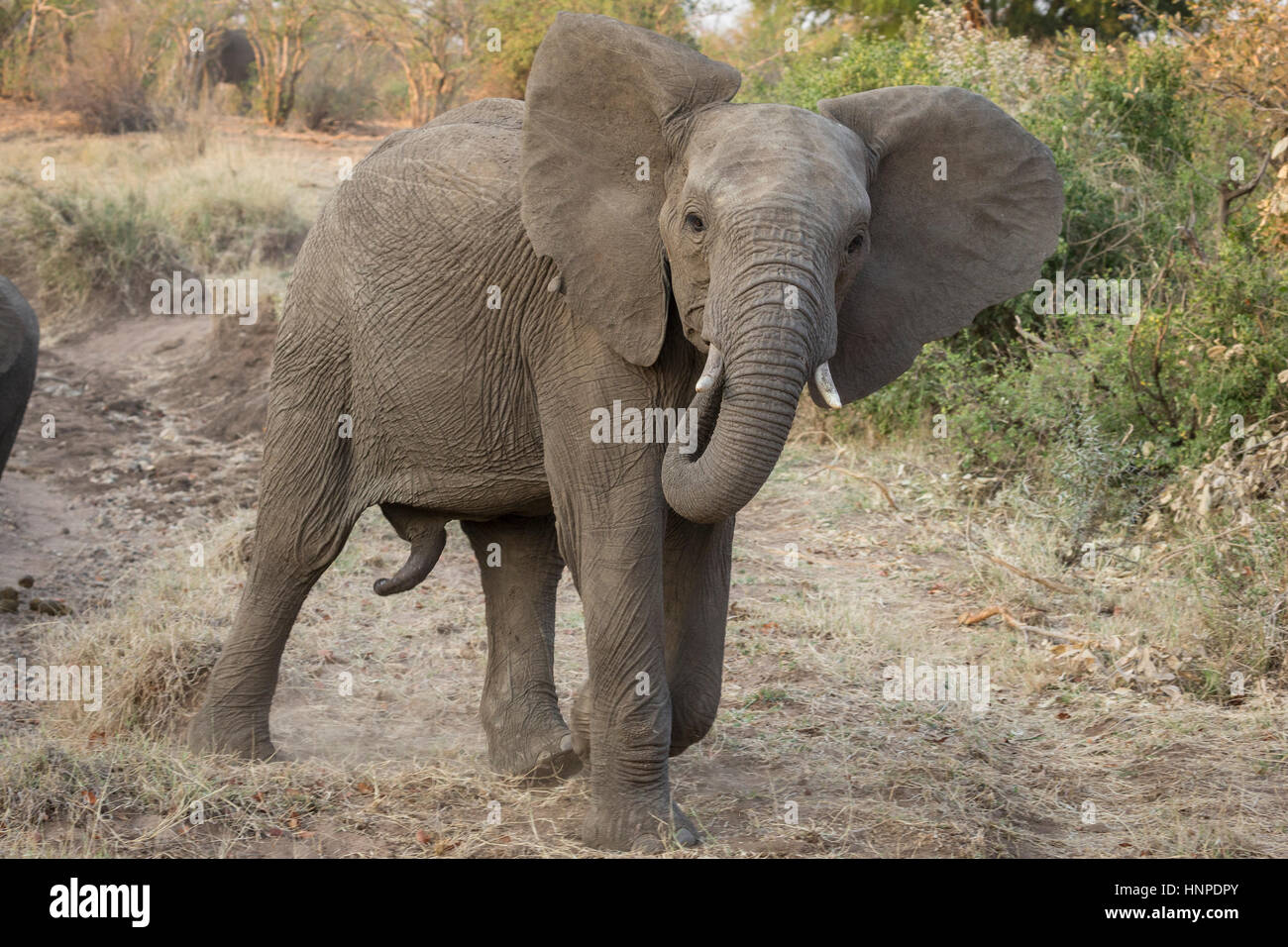 L'éléphant africain (Loxodonta africana), Kruger National Park, Afrique du Sud Banque D'Images