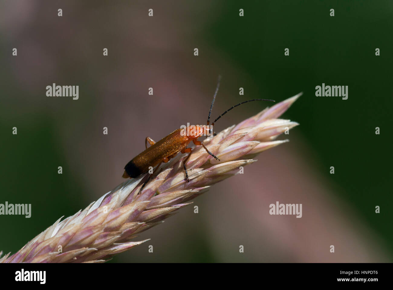 Soldat rouge Banque de photographies et d’images à haute résolution - Alamy