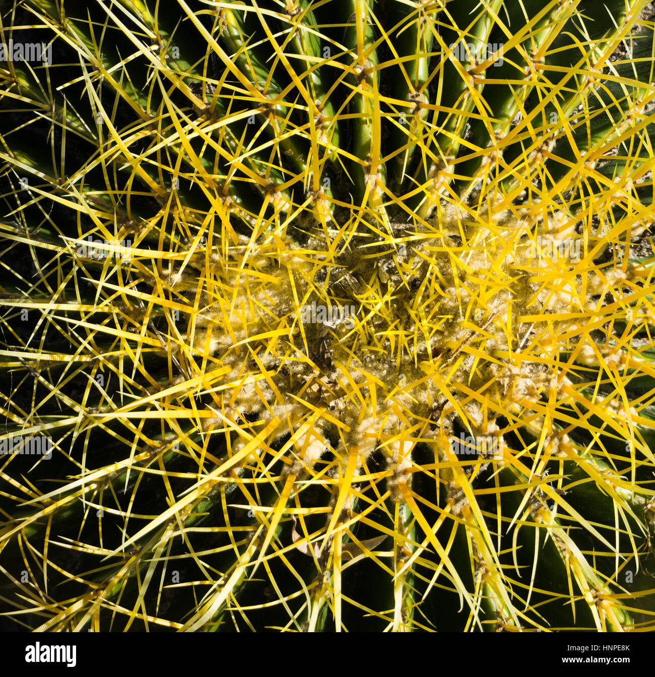 Golden barrel cactus, Palm Springs, California USA Banque D'Images