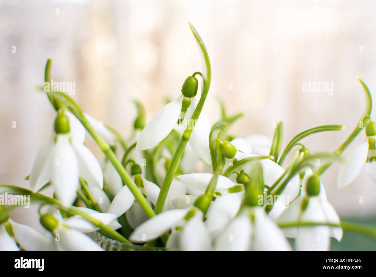 Bouquet de perce-neige par la fenêtre close up Banque D'Images