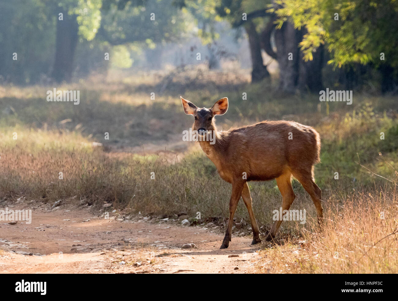 Cerfs Sambar, femelle adulte, Rusa unicolor, Parc National de Tadoba, l'État du Maharashtra, Inde Asie Banque D'Images