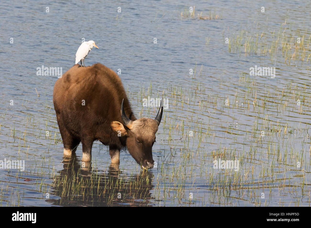 Un Gaur, ou bison indien, ( Bos gaurus ), debout dans l'eau avec un héron garde-boeuf sur le dos, le Parc National de Tadoba, Inde, Asie Banque D'Images