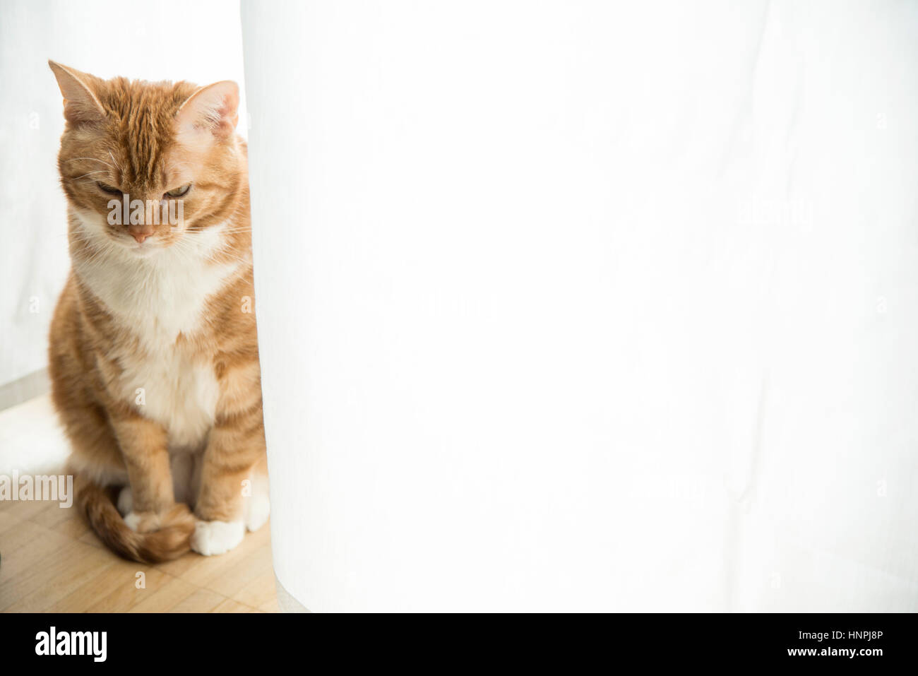 Red ginger cat assis sur le plancher en bois en face de rideau blanc dans la lumière du soleil Banque D'Images