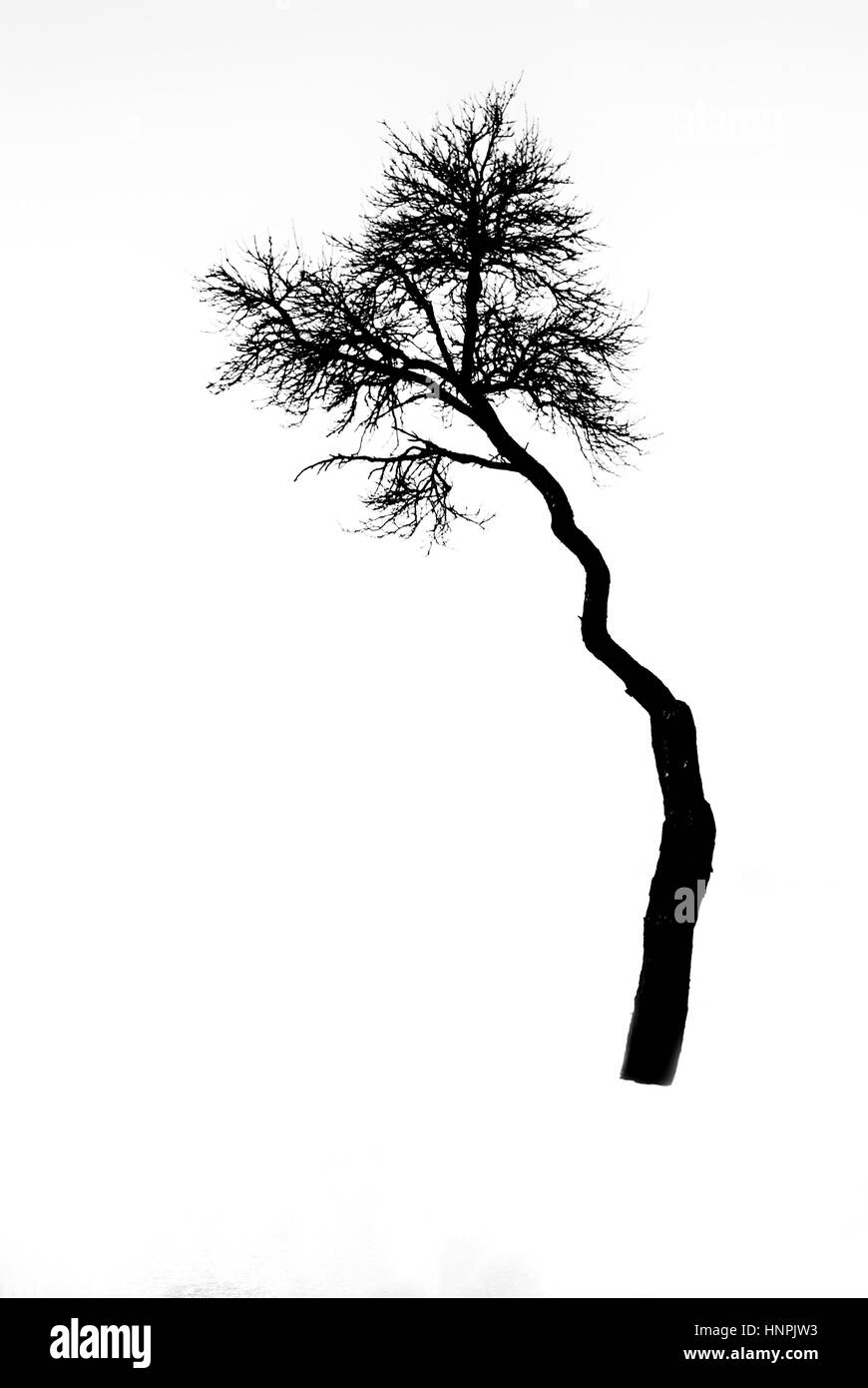 Arbre Silhouette, Banque D'Images