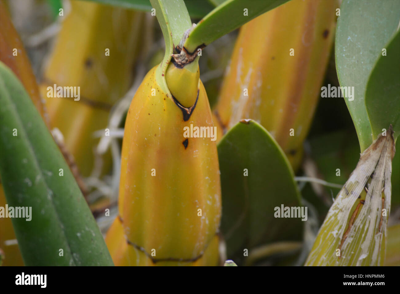 La culture des fruits dans un panier Banque D'Images