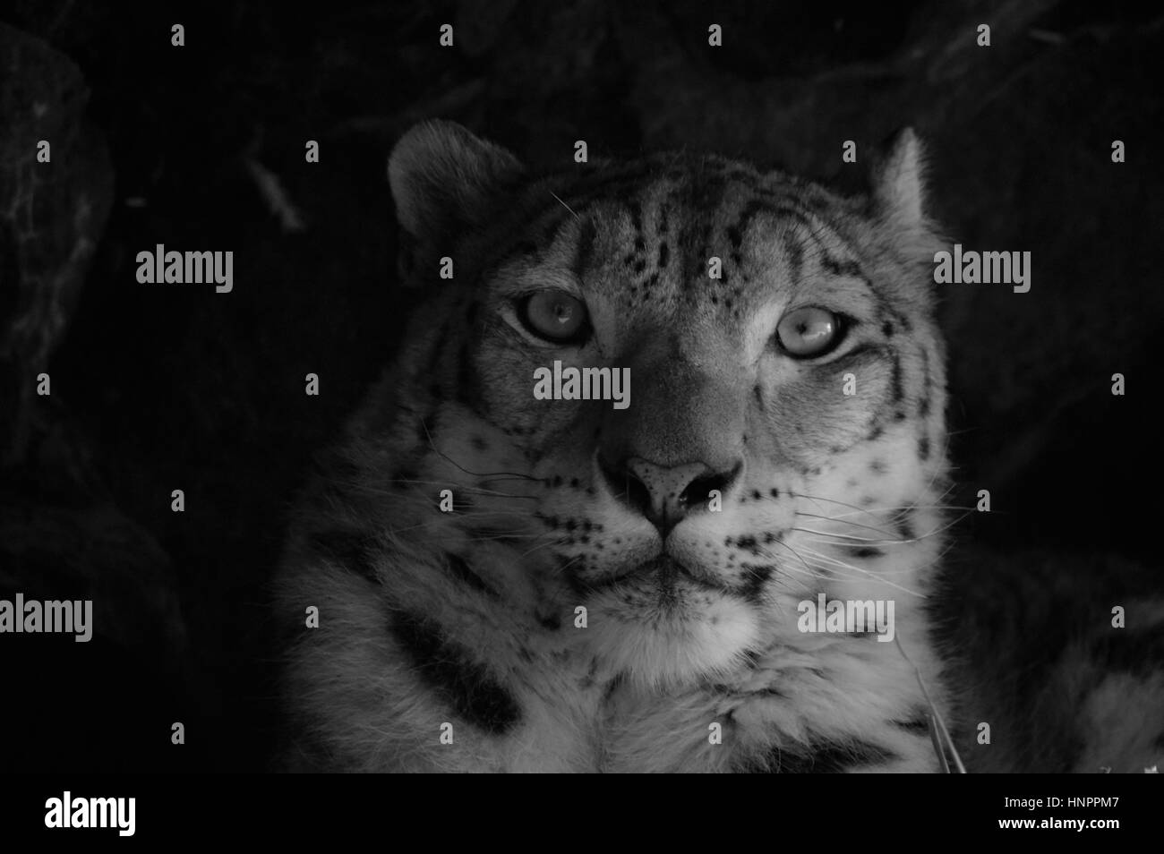Close up of a snow leopard Banque D'Images