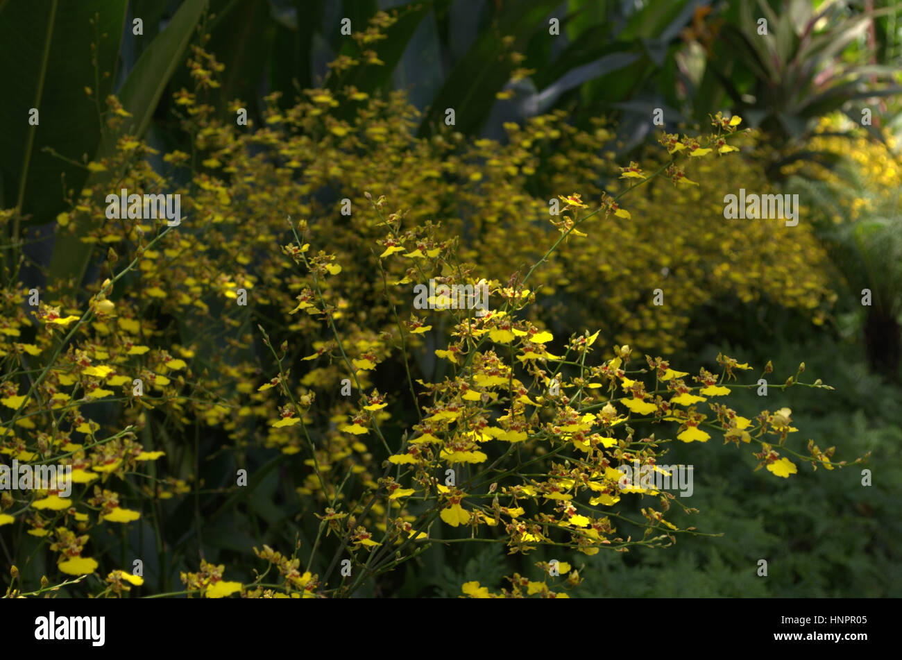 Petit bouquet de fleurs jaunes dans le jardin Banque D'Images