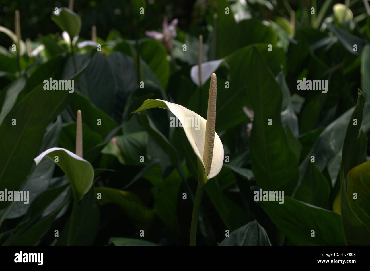 Un concentré de fleurs de lis calla blanc Banque D'Images