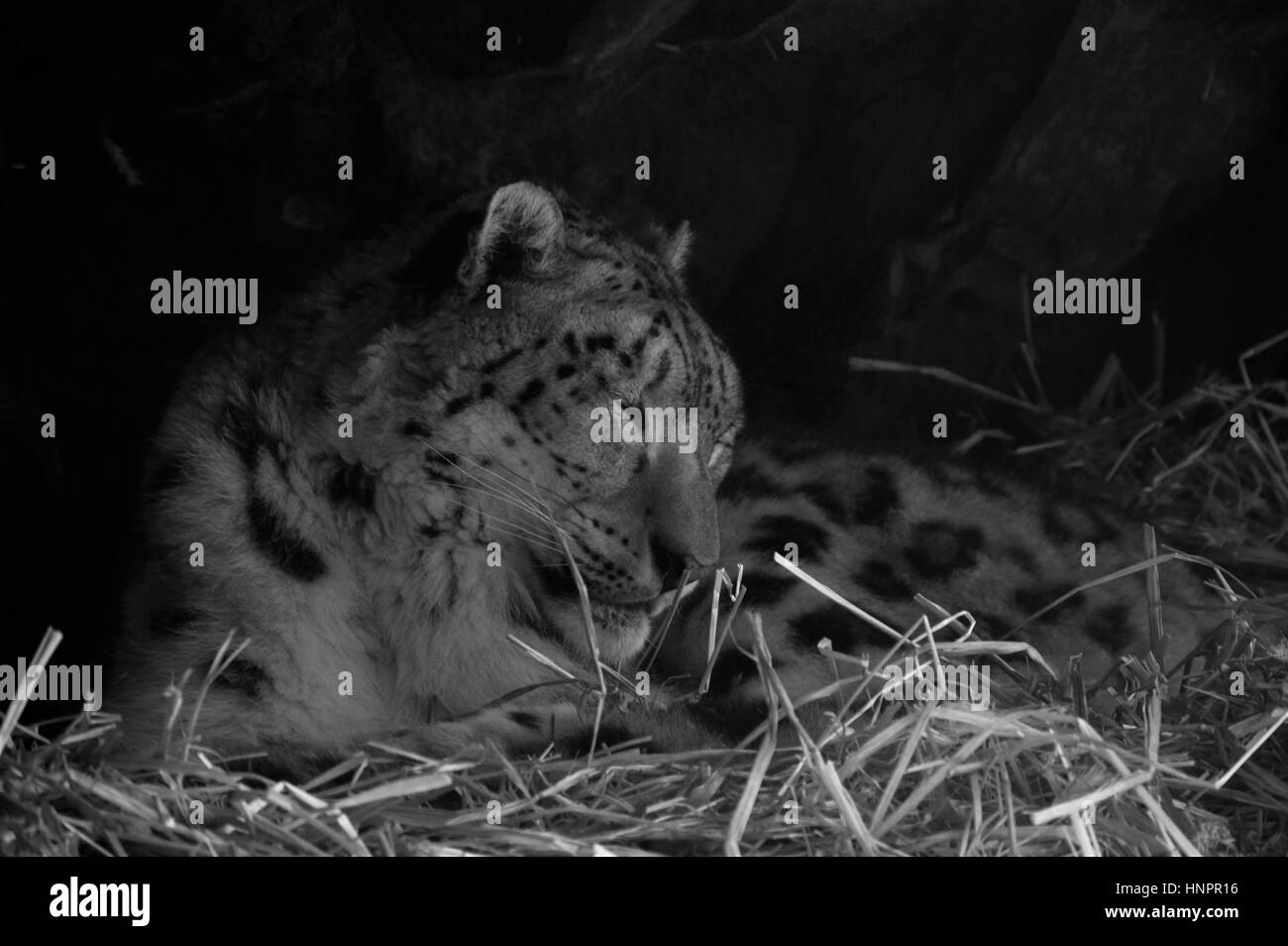 Close up of a snow leopard Banque D'Images